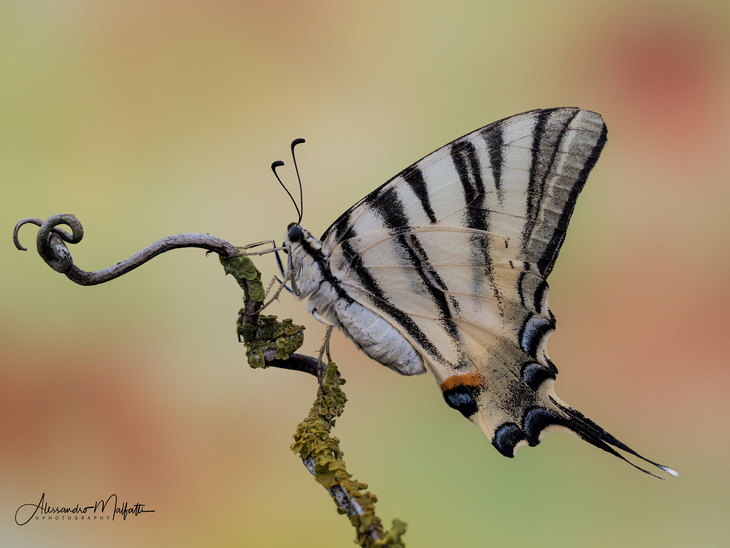 Iphiclides podalirius