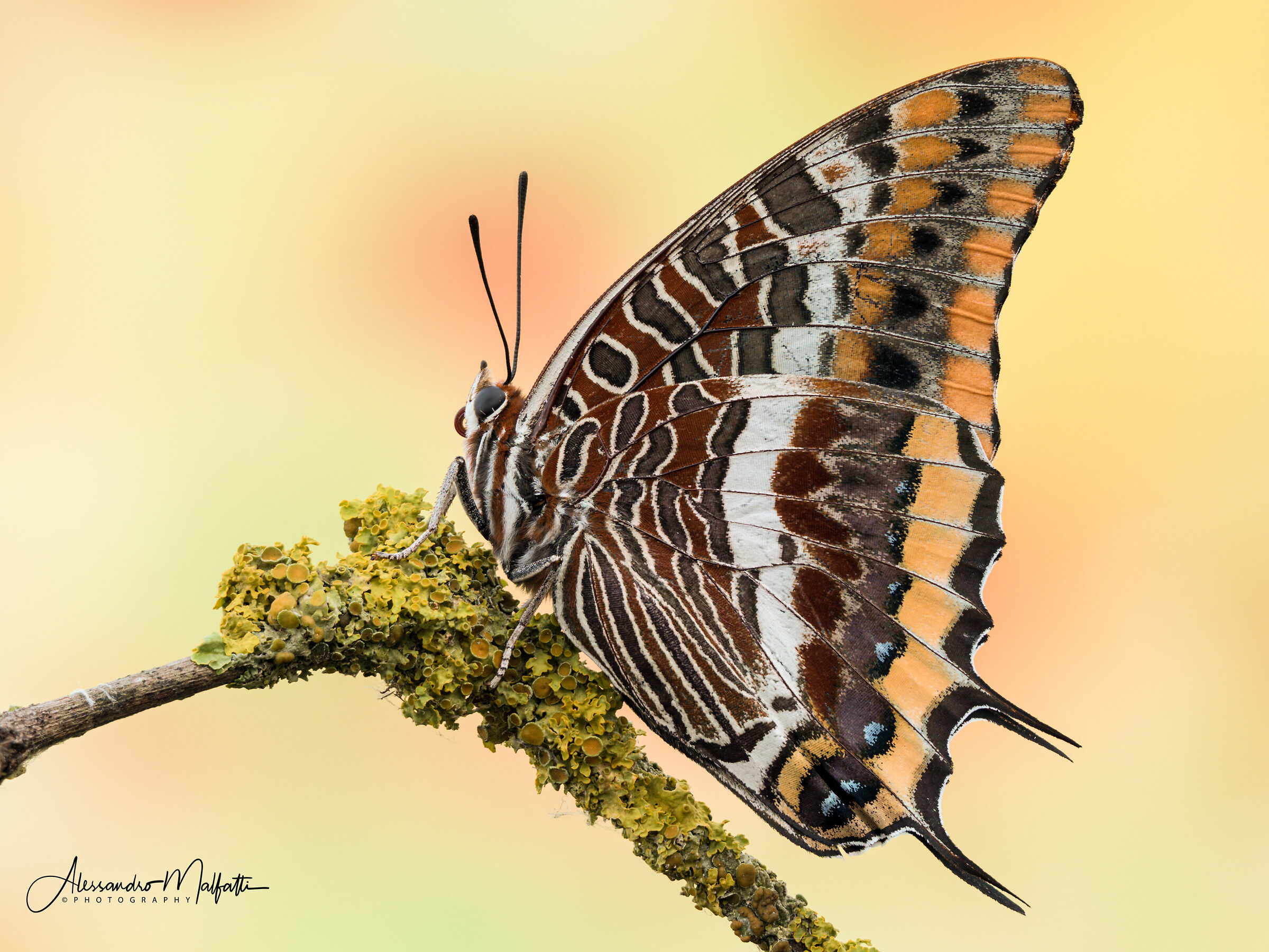 Charaxes jasius o Ninfa del Corbezzolo