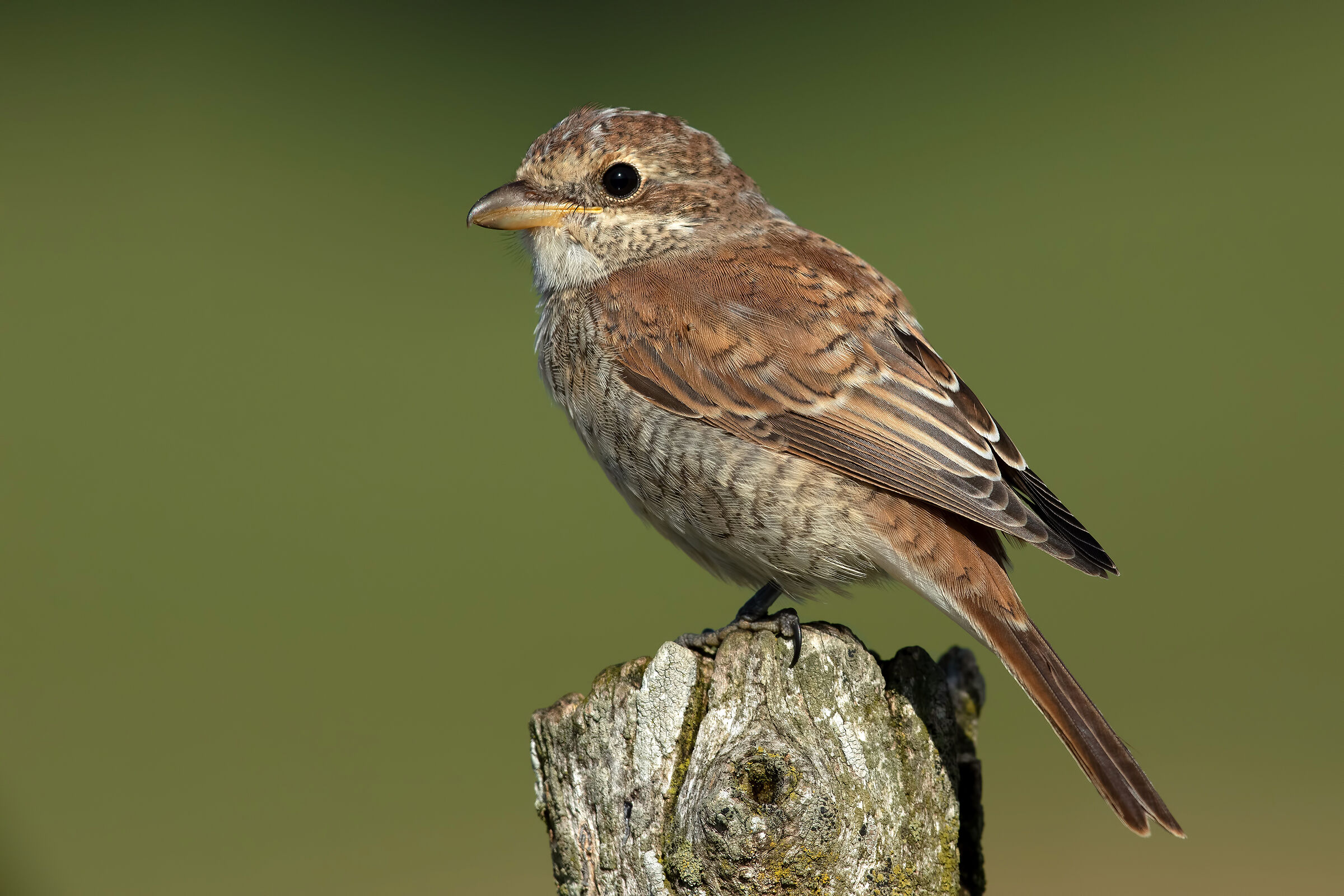 Young have her small