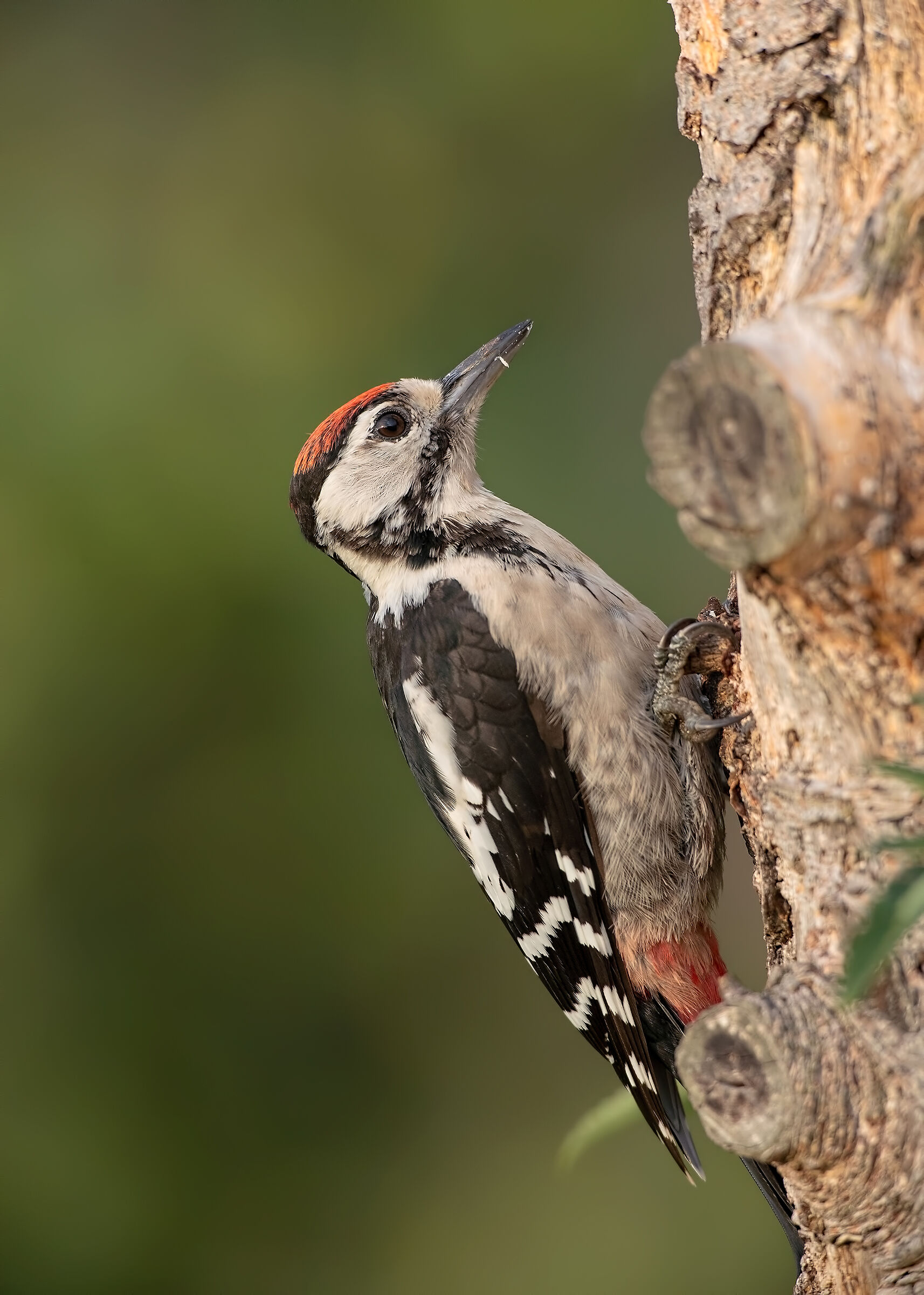Picchio rosso mezzano maschio