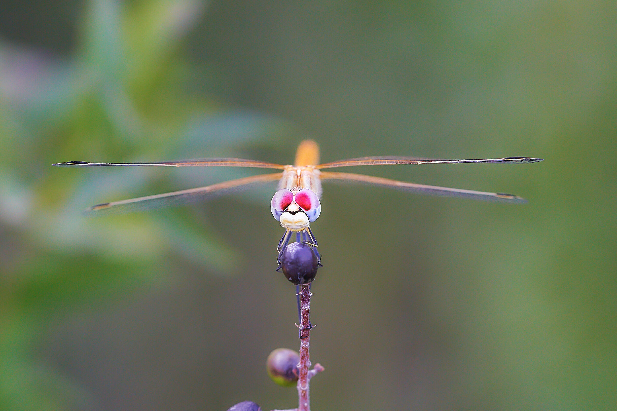 Con la visiera da top gun