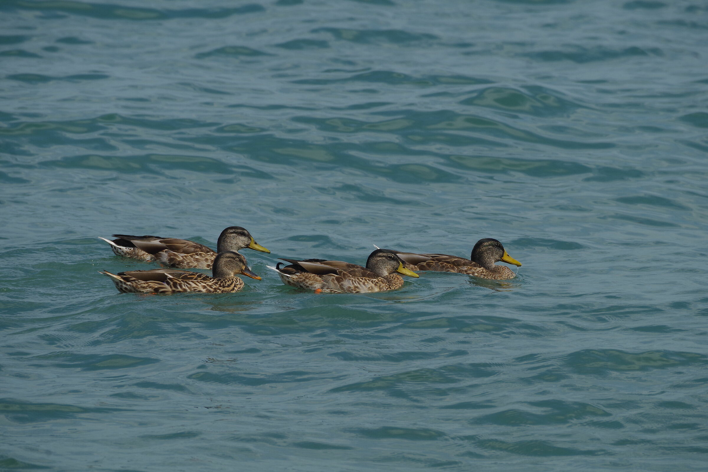 Germans on the outing