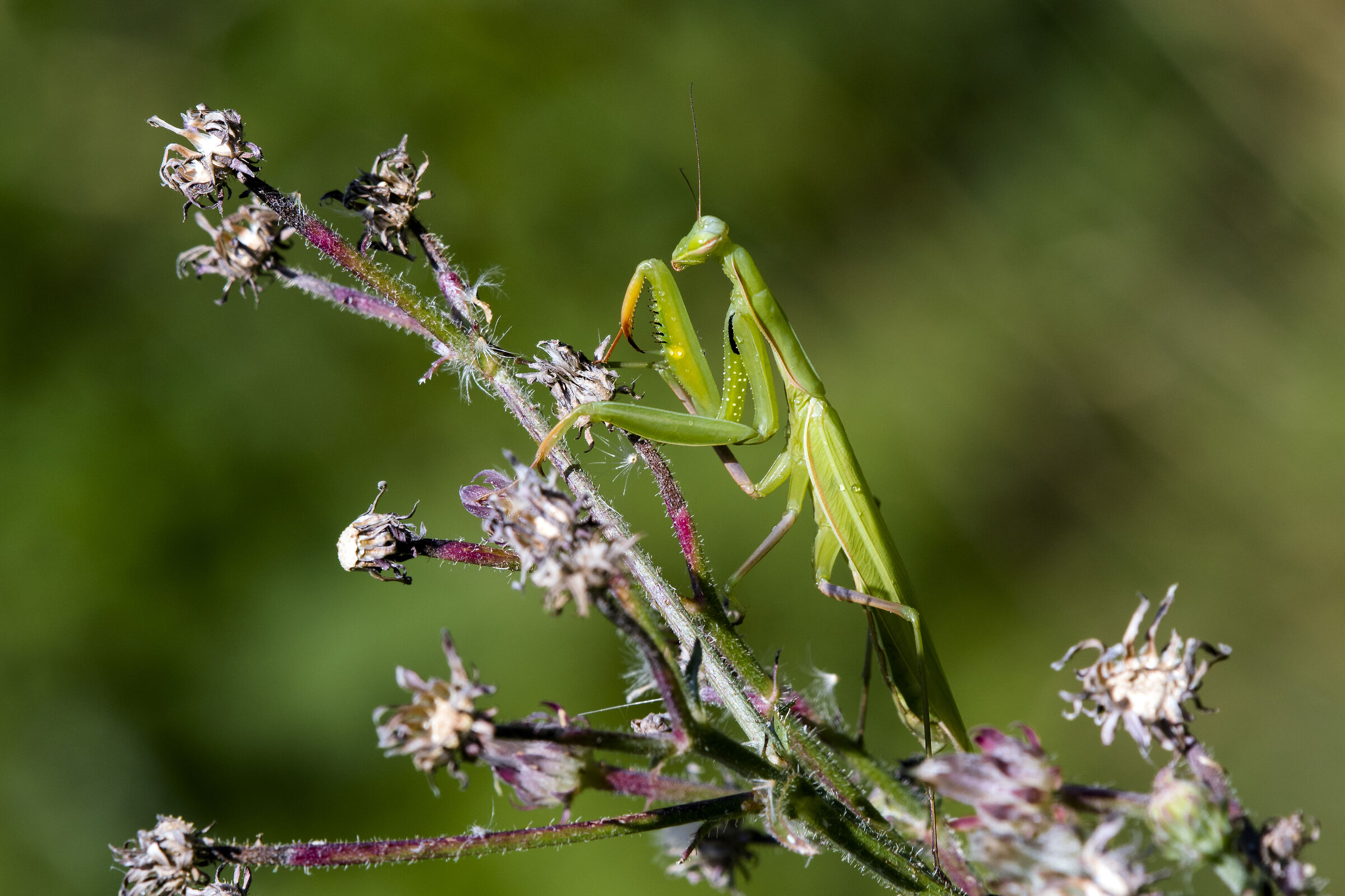 Religious mantis (Religious Mantis)