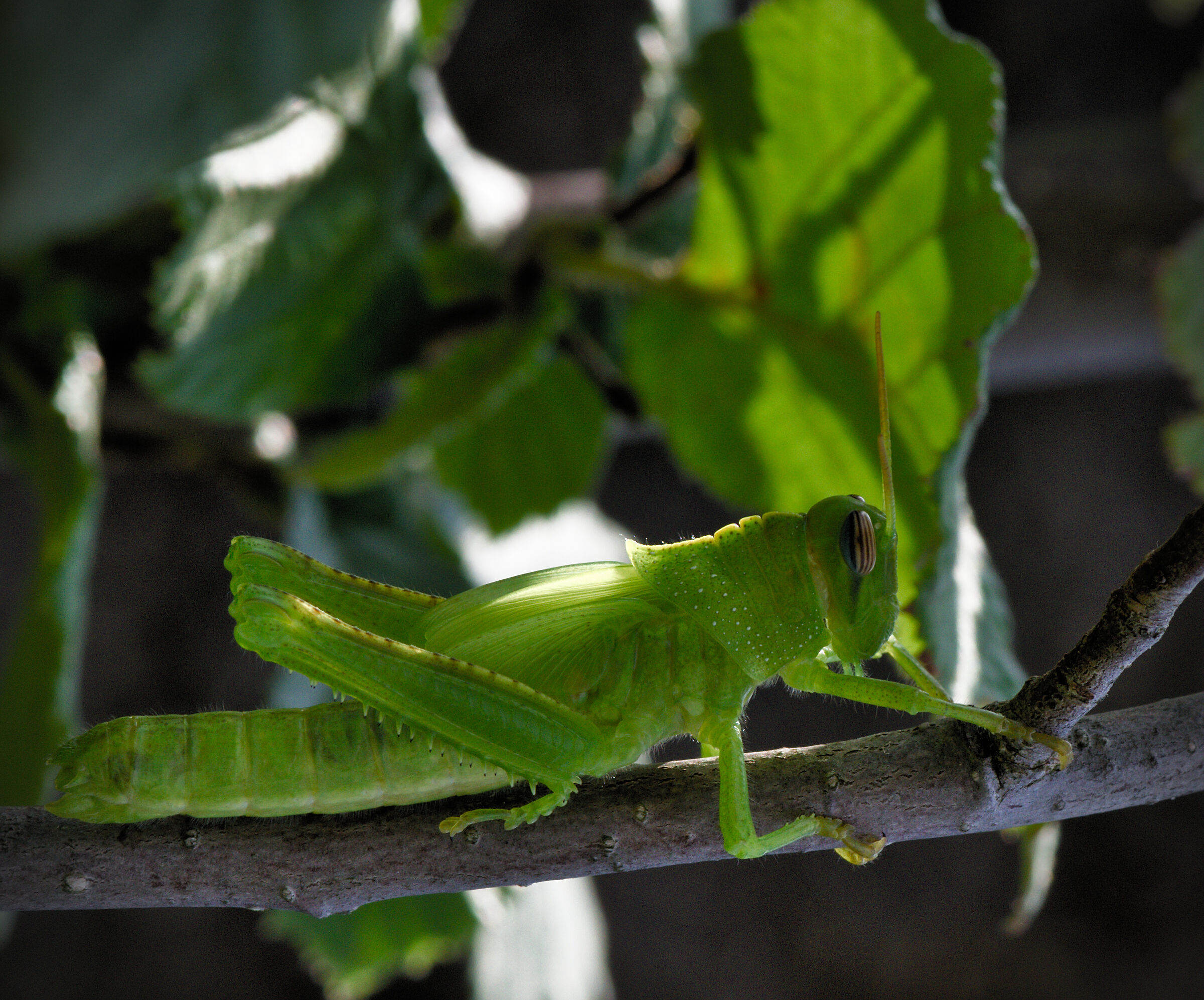 Anacridium aegyptium
