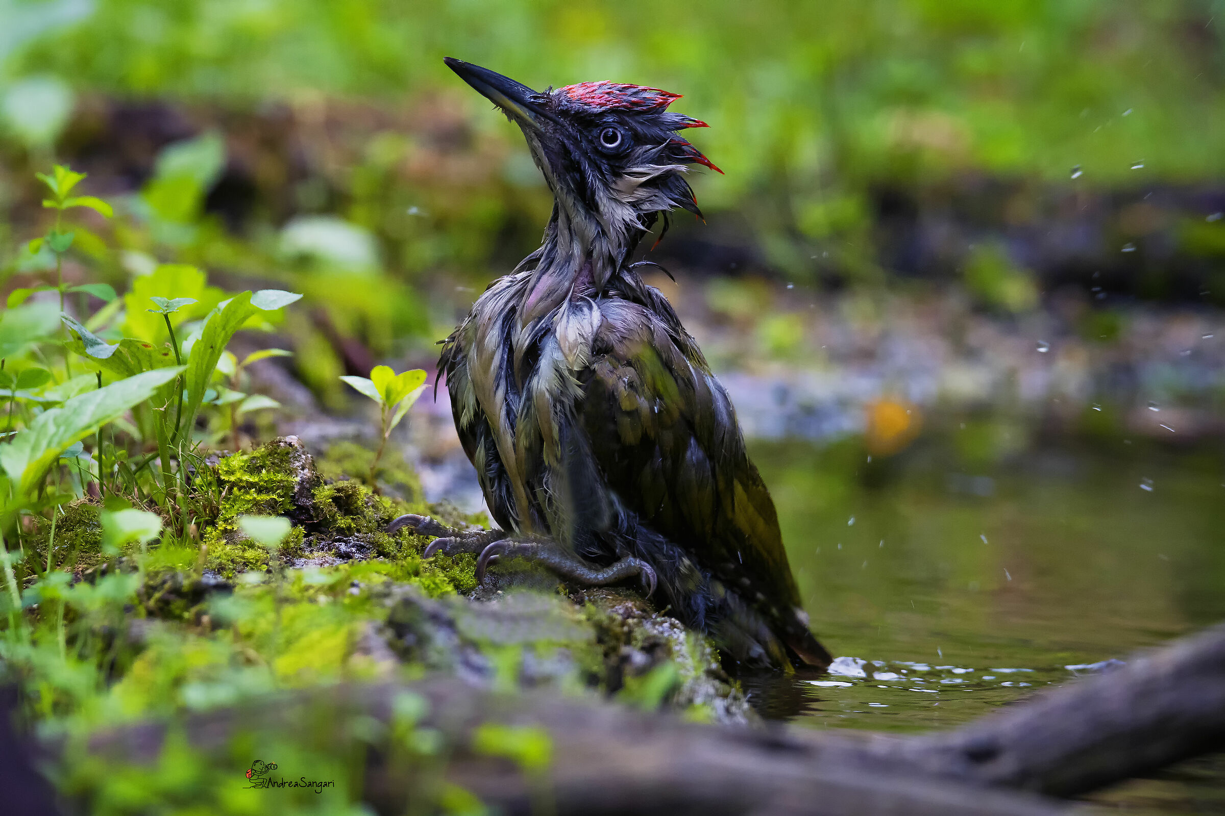 Il picchio verde al bagno