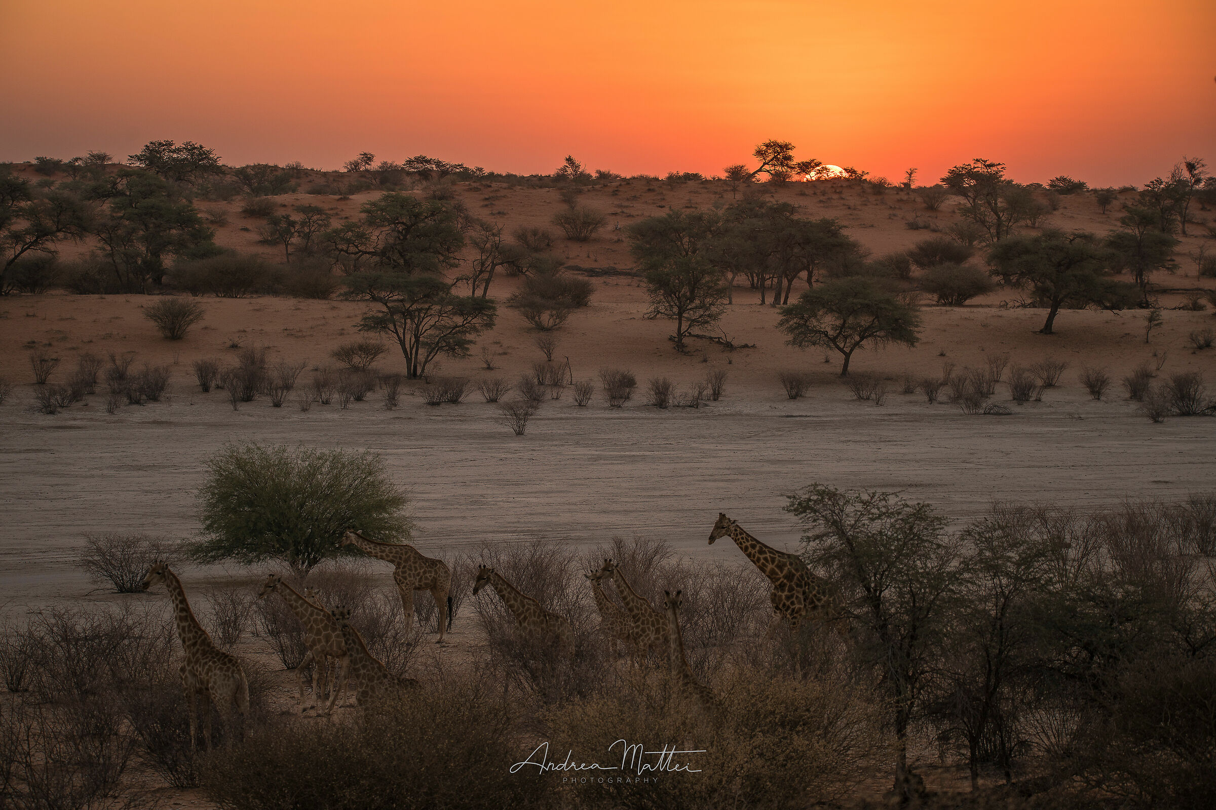 Deserto del Kalahari: tramonto con giraffe