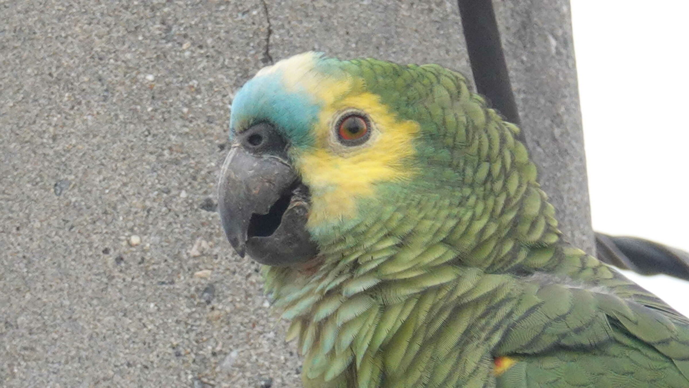 pappagalli brasilleiri