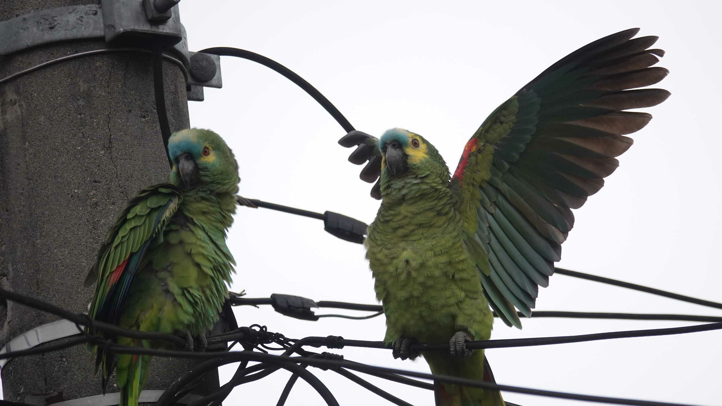 pappagalli brasilleiri