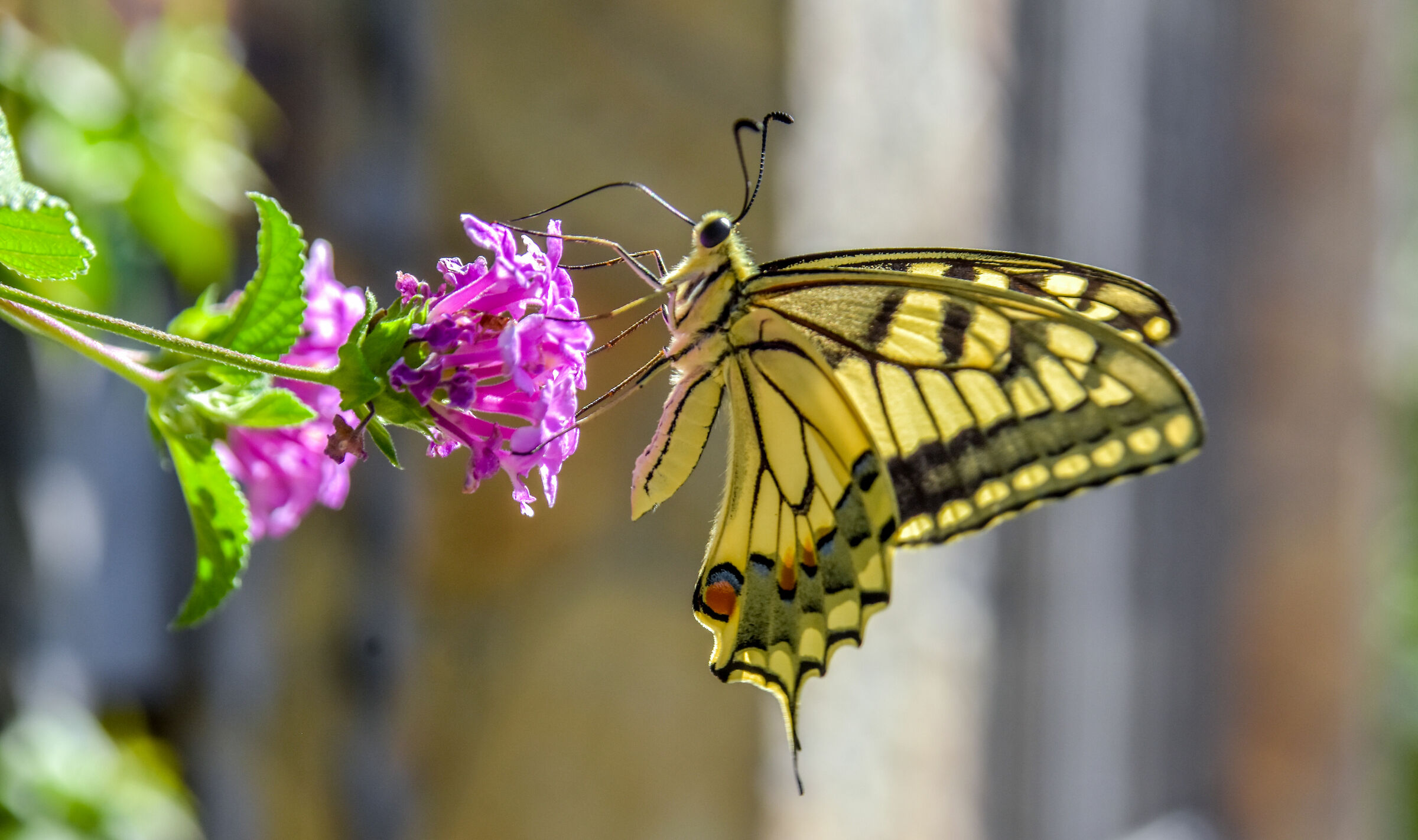 Papilio machaon