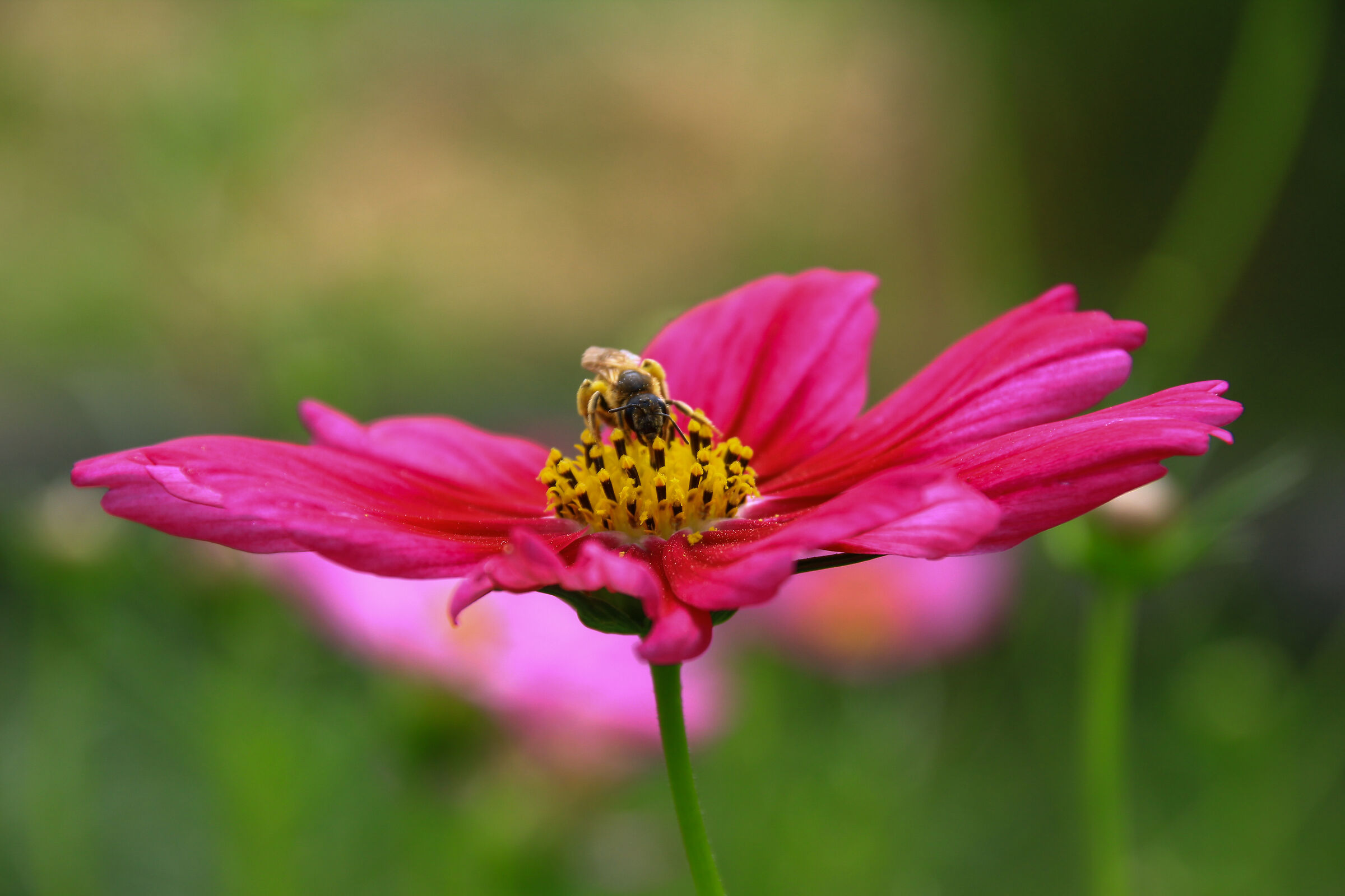 walking on the flower