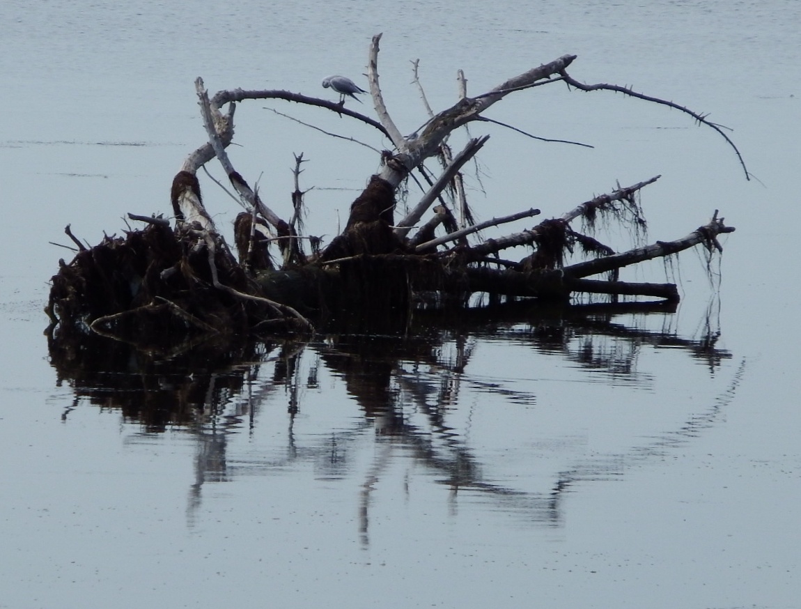 Animali fantastici e dove trovarli