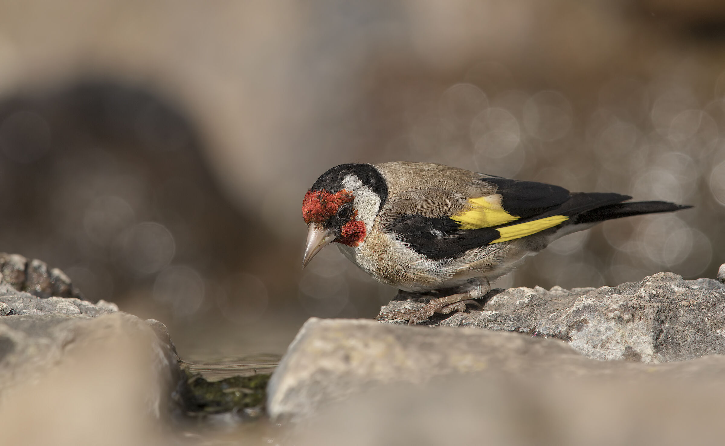 cardellino (carduelis carduelis)
