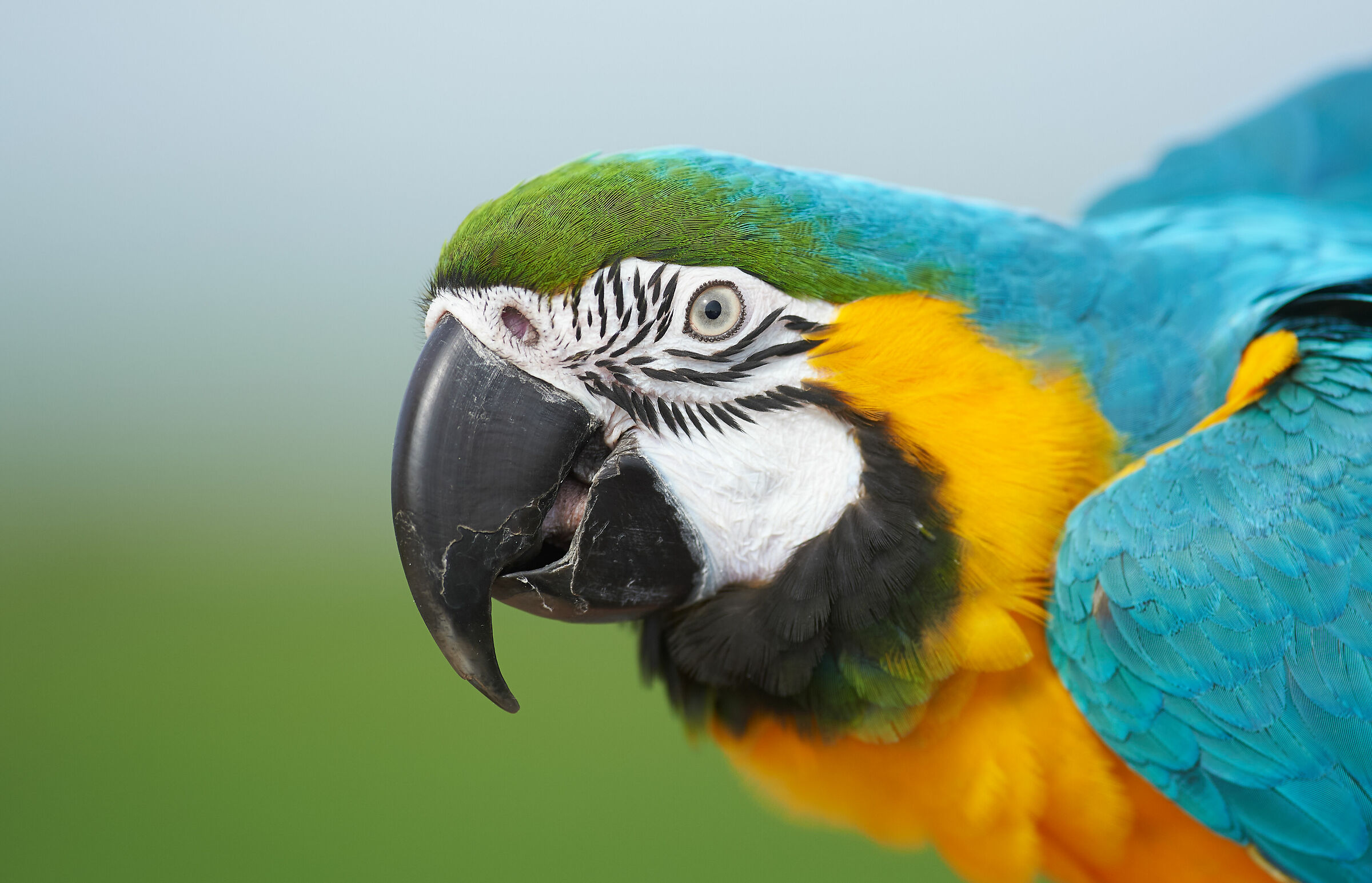 Blue-Yellow Macaw