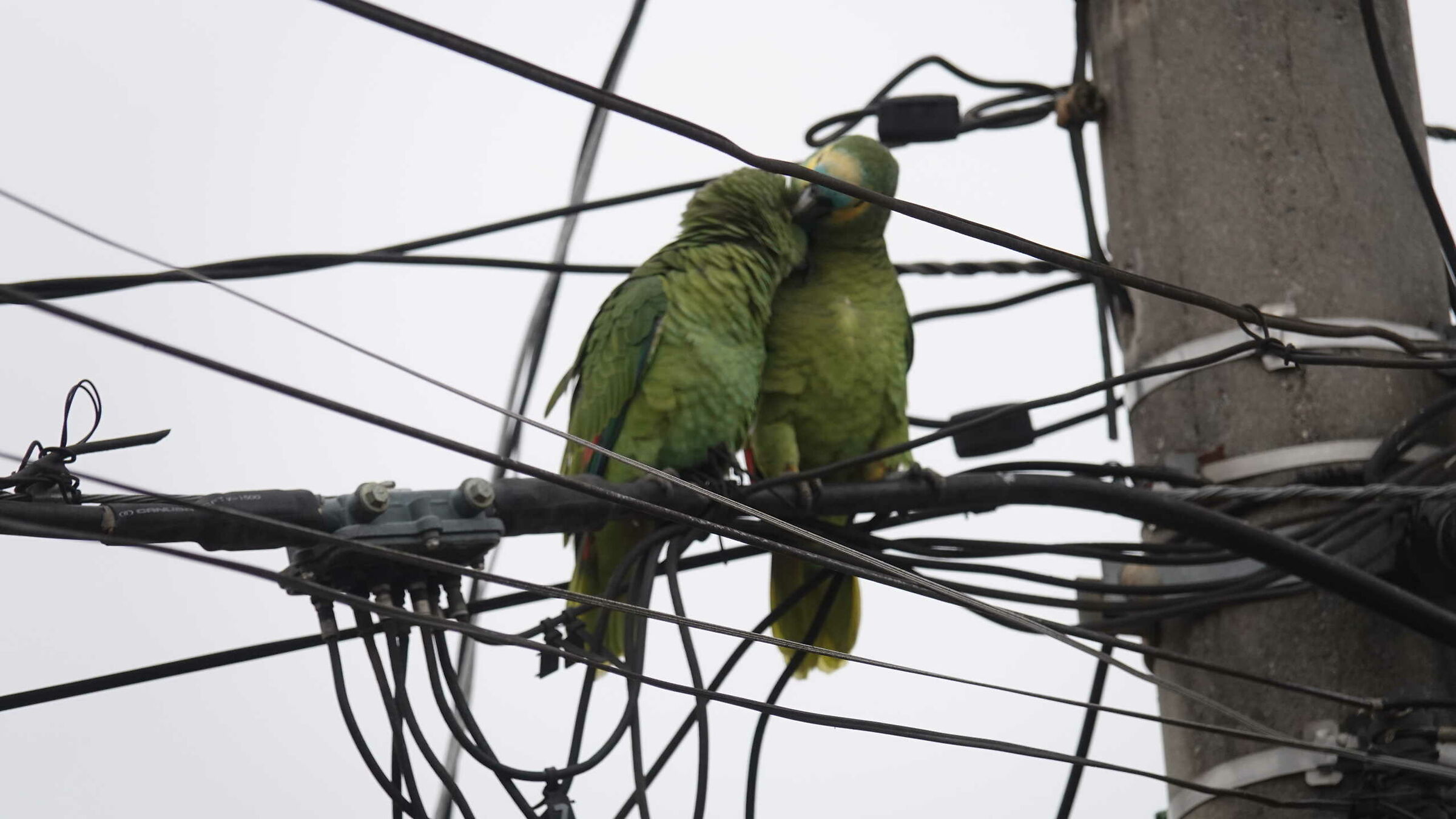 pappagalli brasilleiri