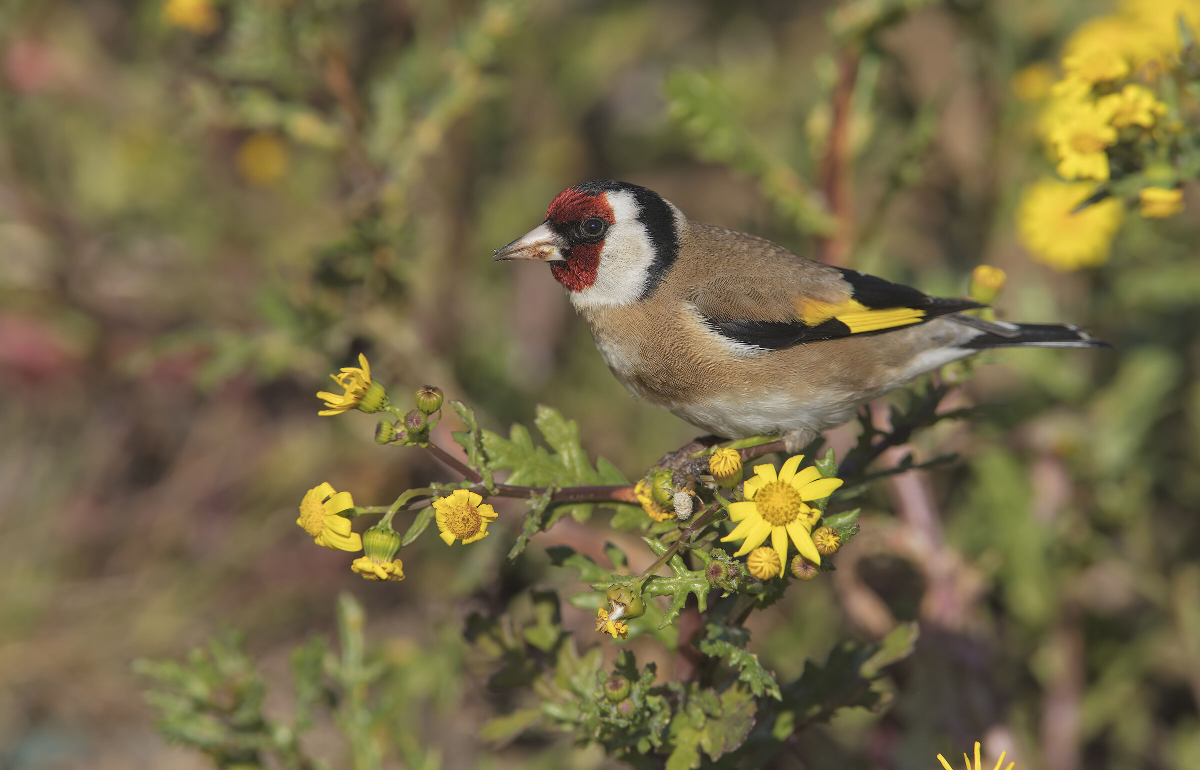 cardellino (carduelis carduelis)