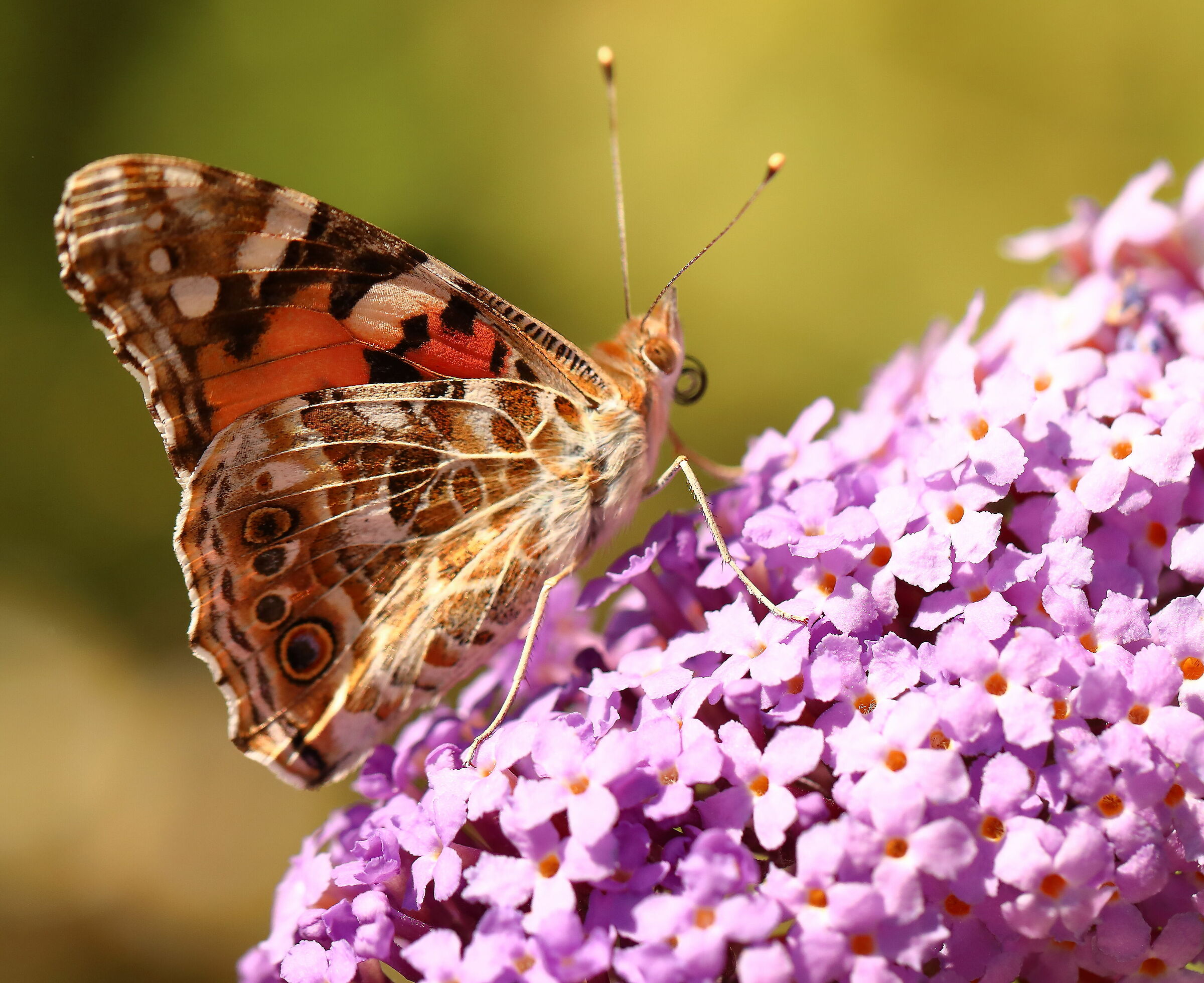 Vanessa Cardui
