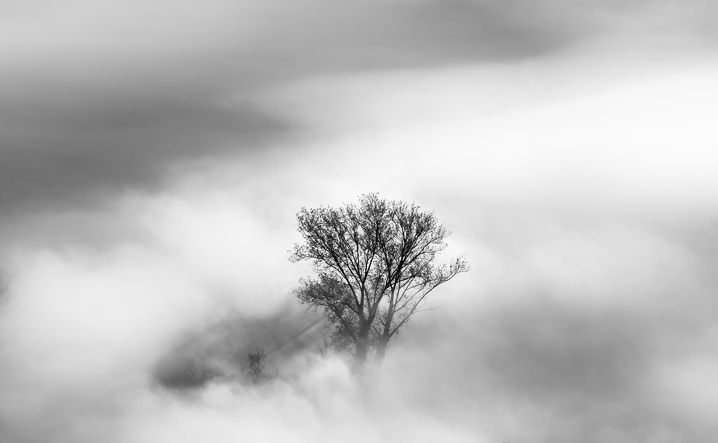 Lone Tree
