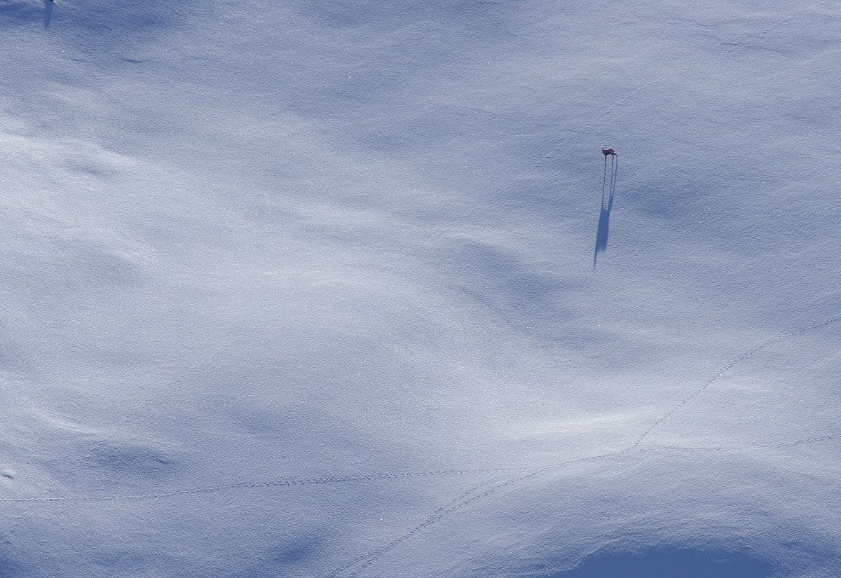 Suede in a white sea ...