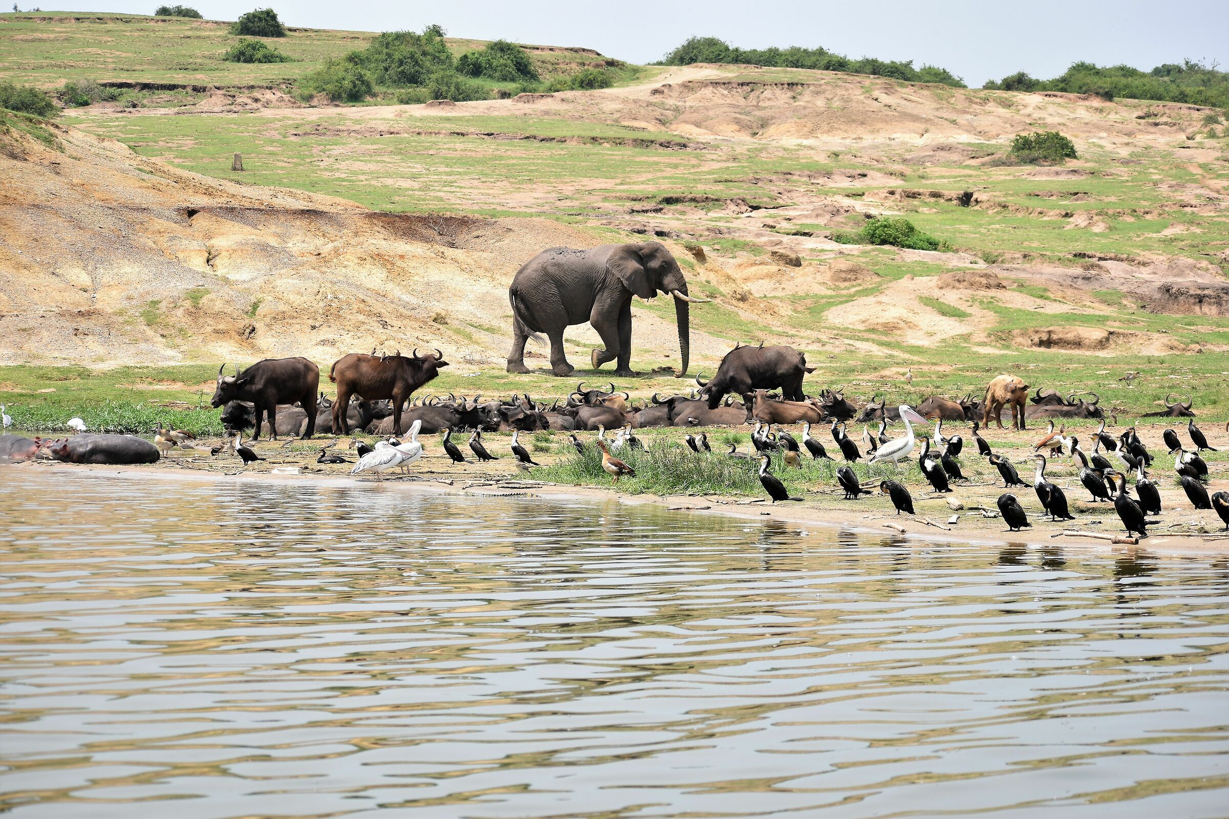 Unparalleled biodiversity on the Kazinga Canal