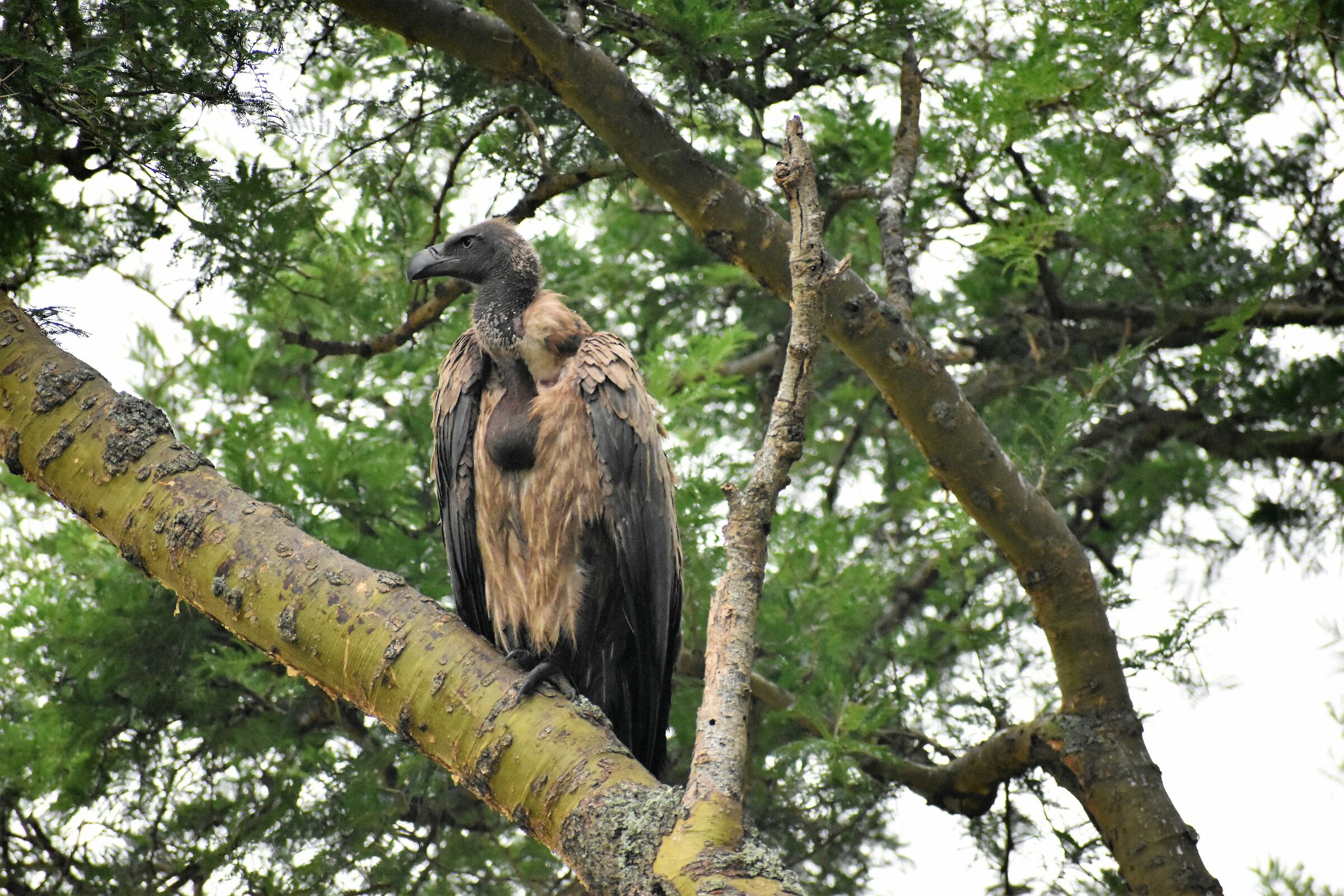 The scavenger of African savannas