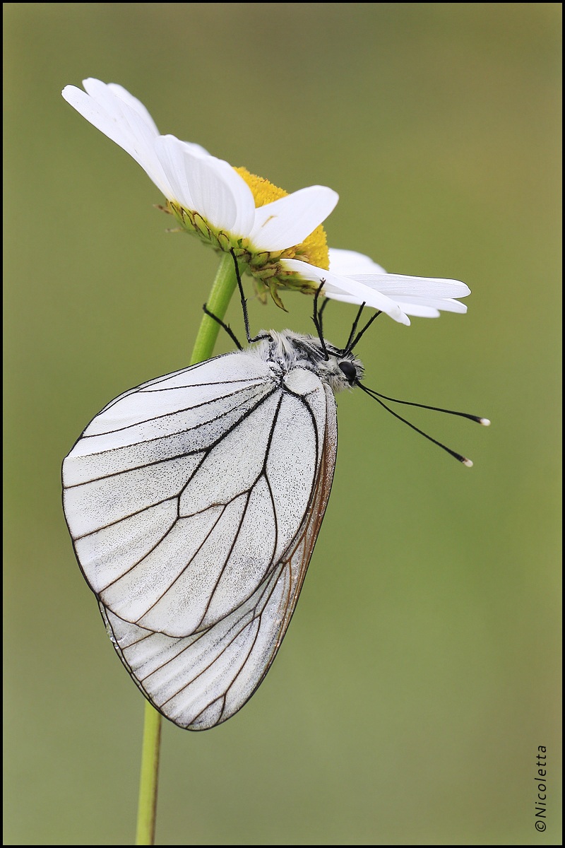 Mimetismo Aporia Crataegi