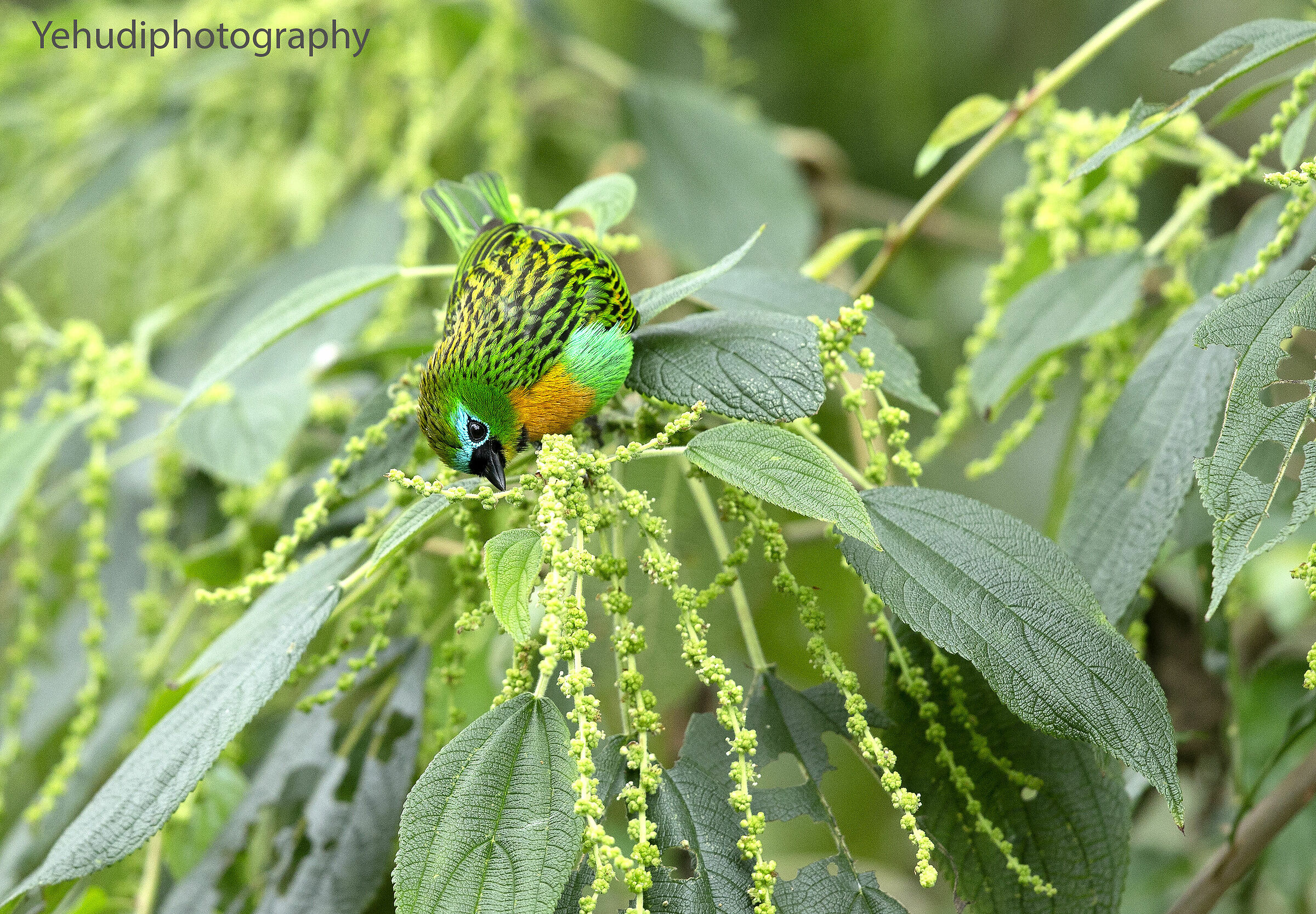 tanager dal seno di ottone