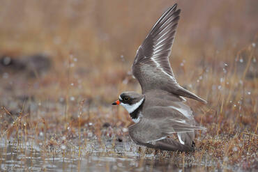 Charadrius semipalmatus