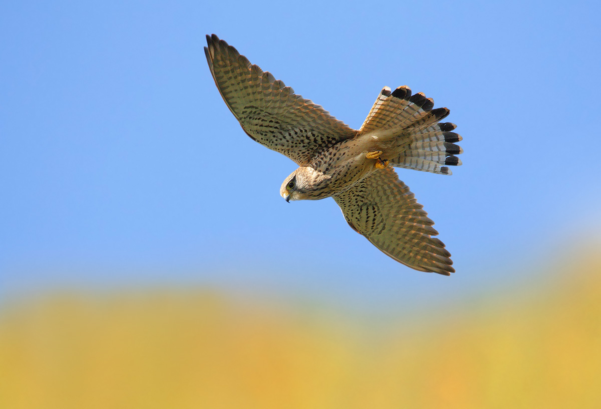 kestrel