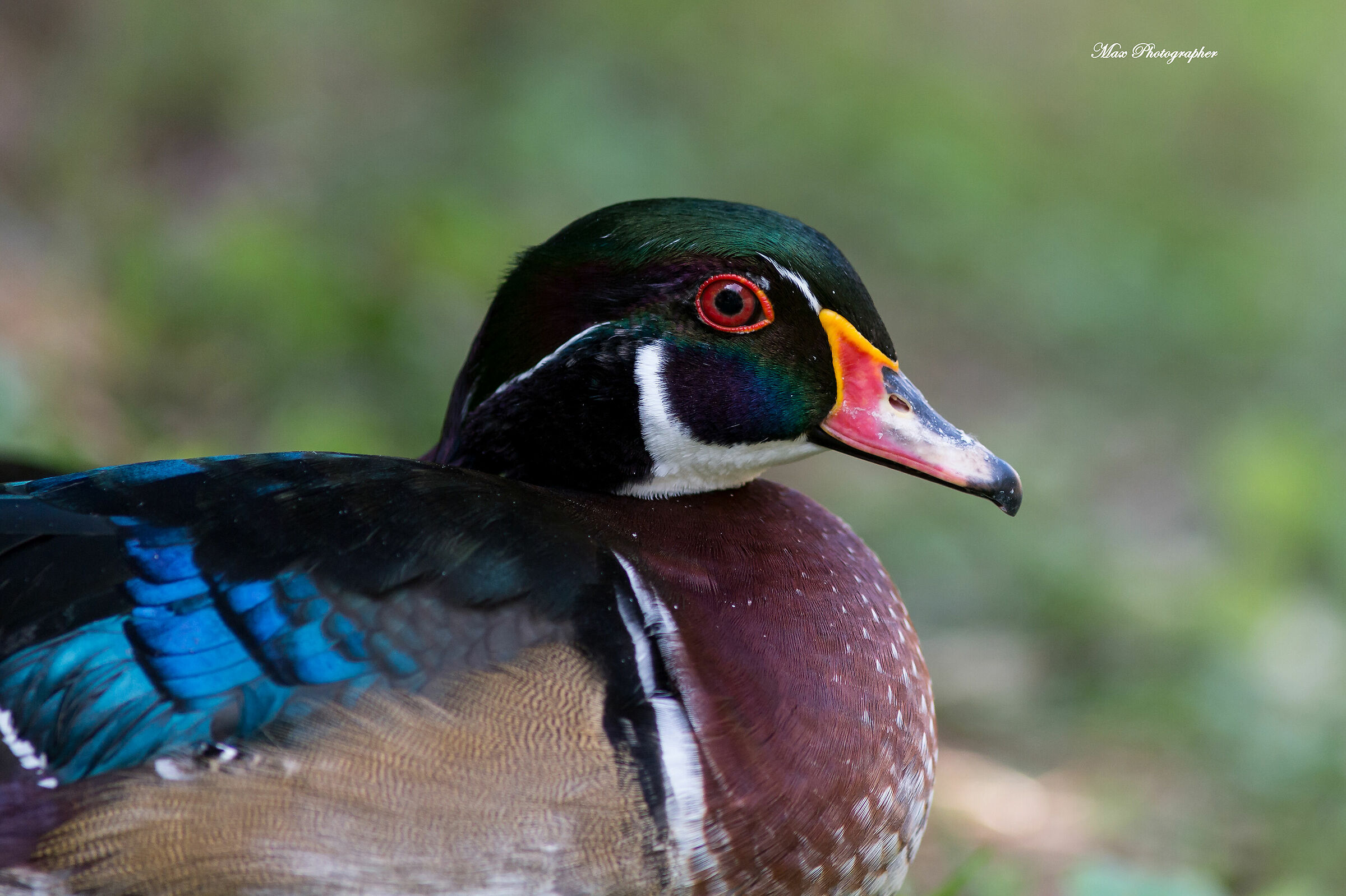 Carolina - Primo piano