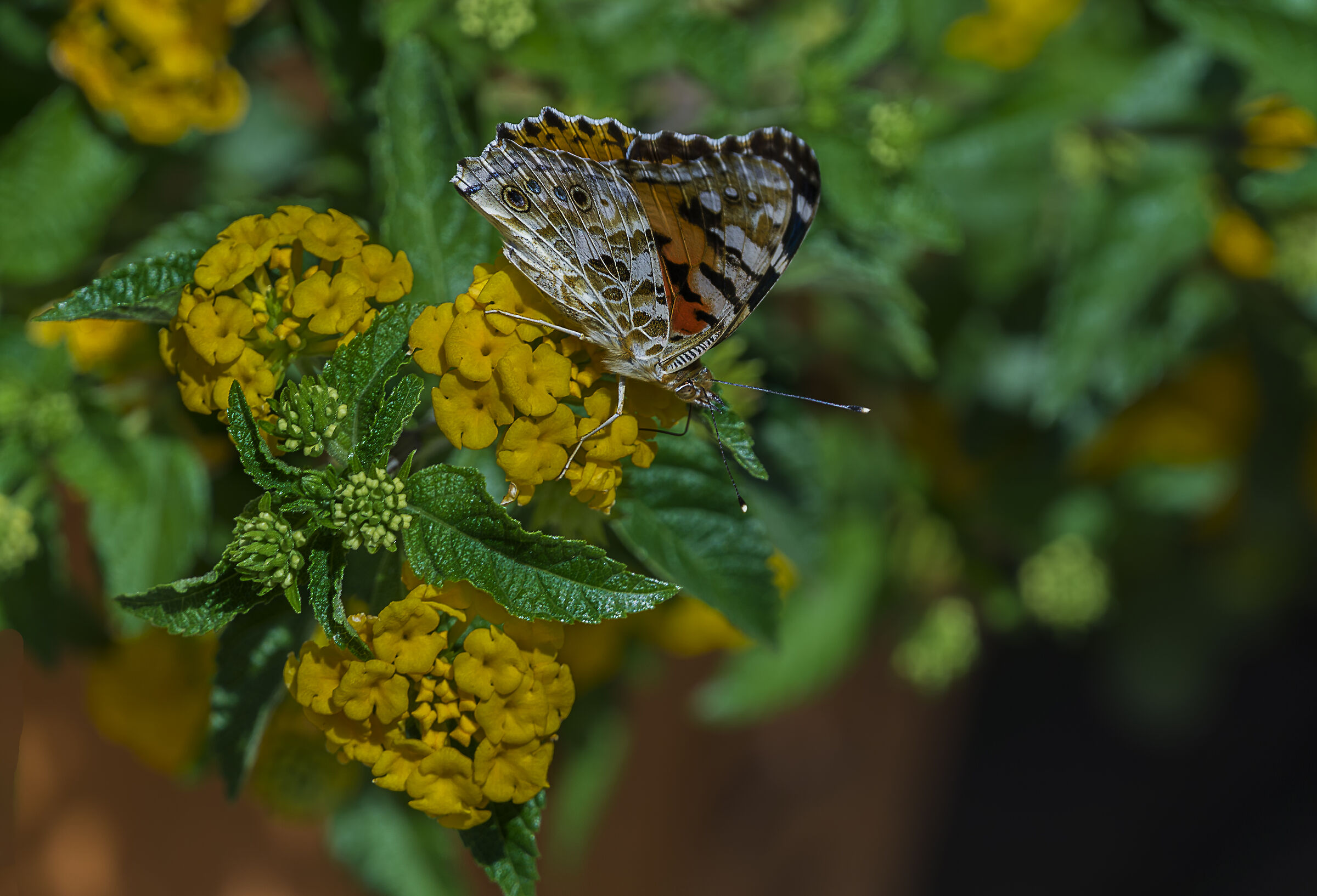 butterfly that flutters free.......