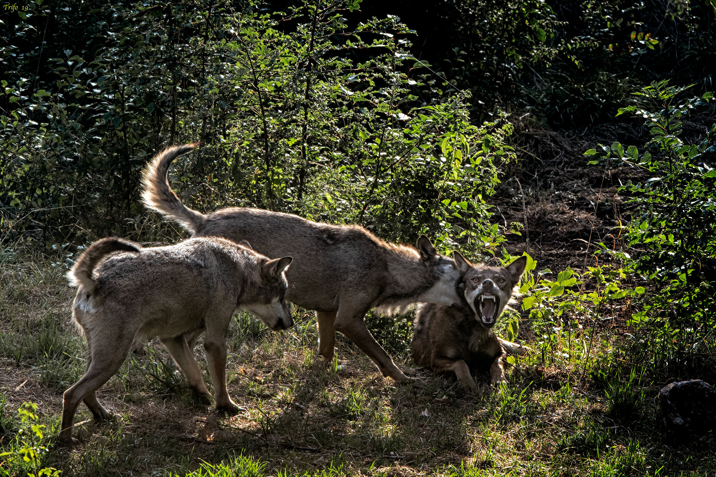 Cuccioloni di lupo.....