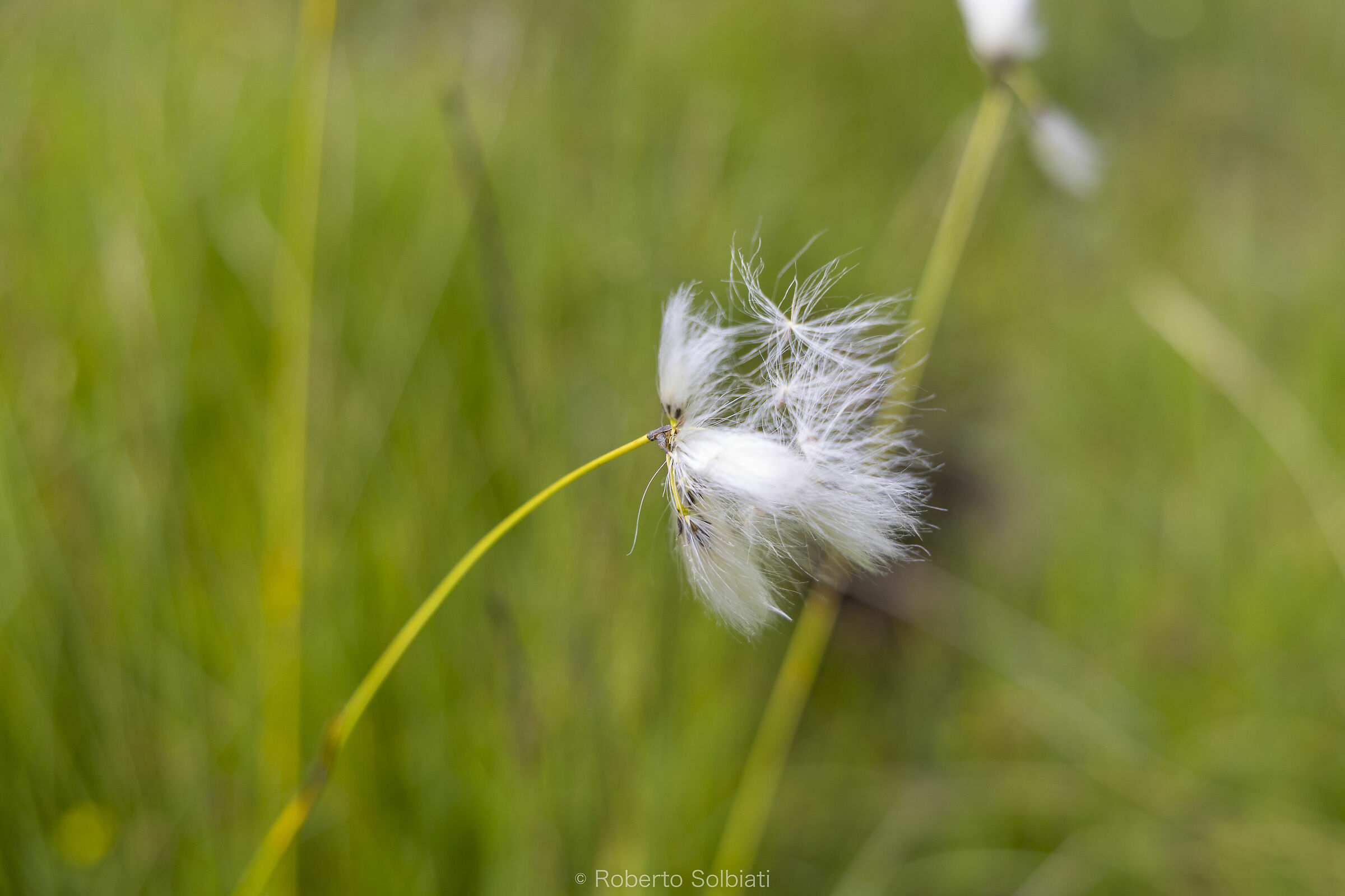 L'alpeggio presso la Malga san Silvestro
