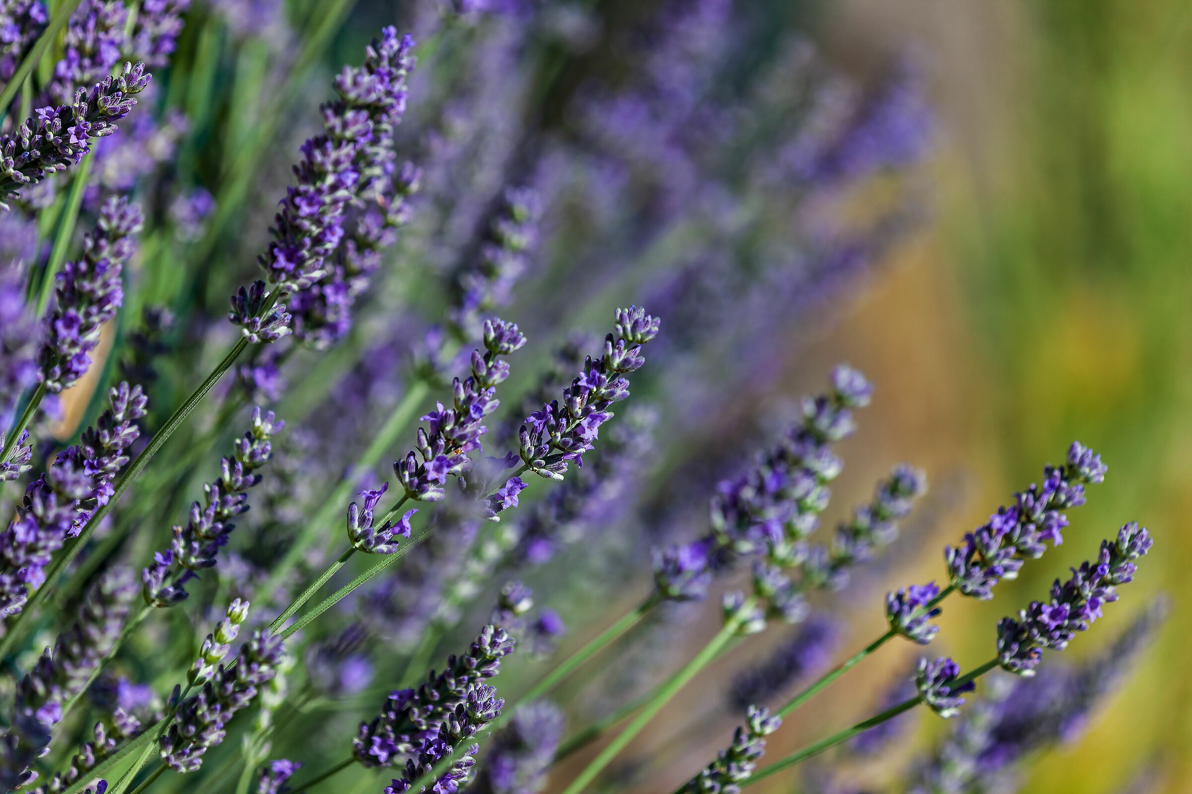 Lavanda