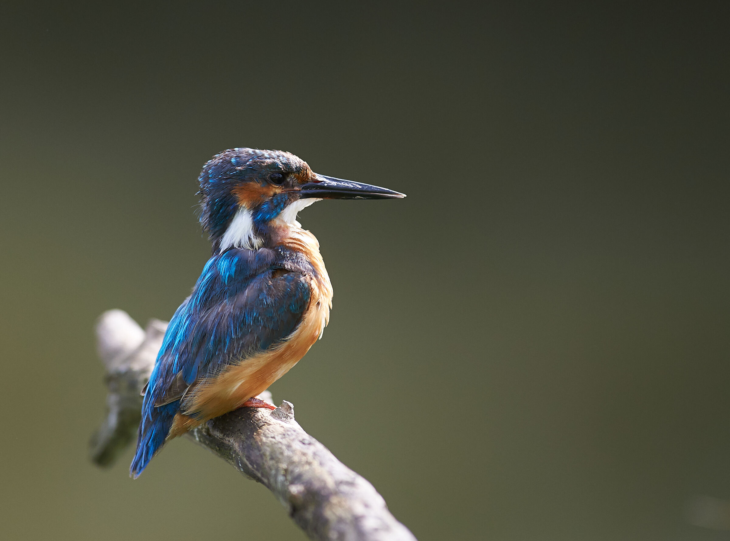 I am King.... Kingfisher