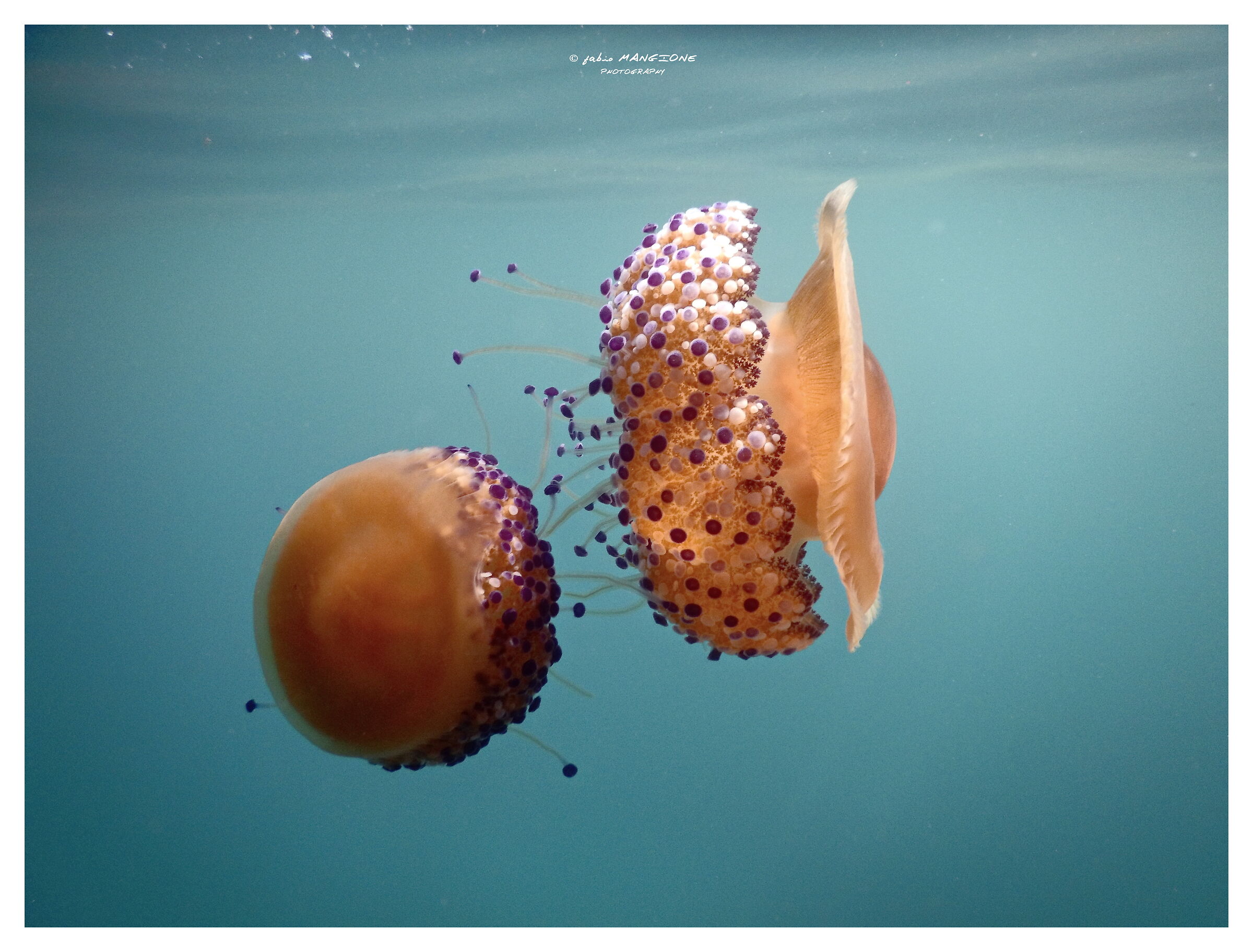 Cotylorhiza Tuberculata 3