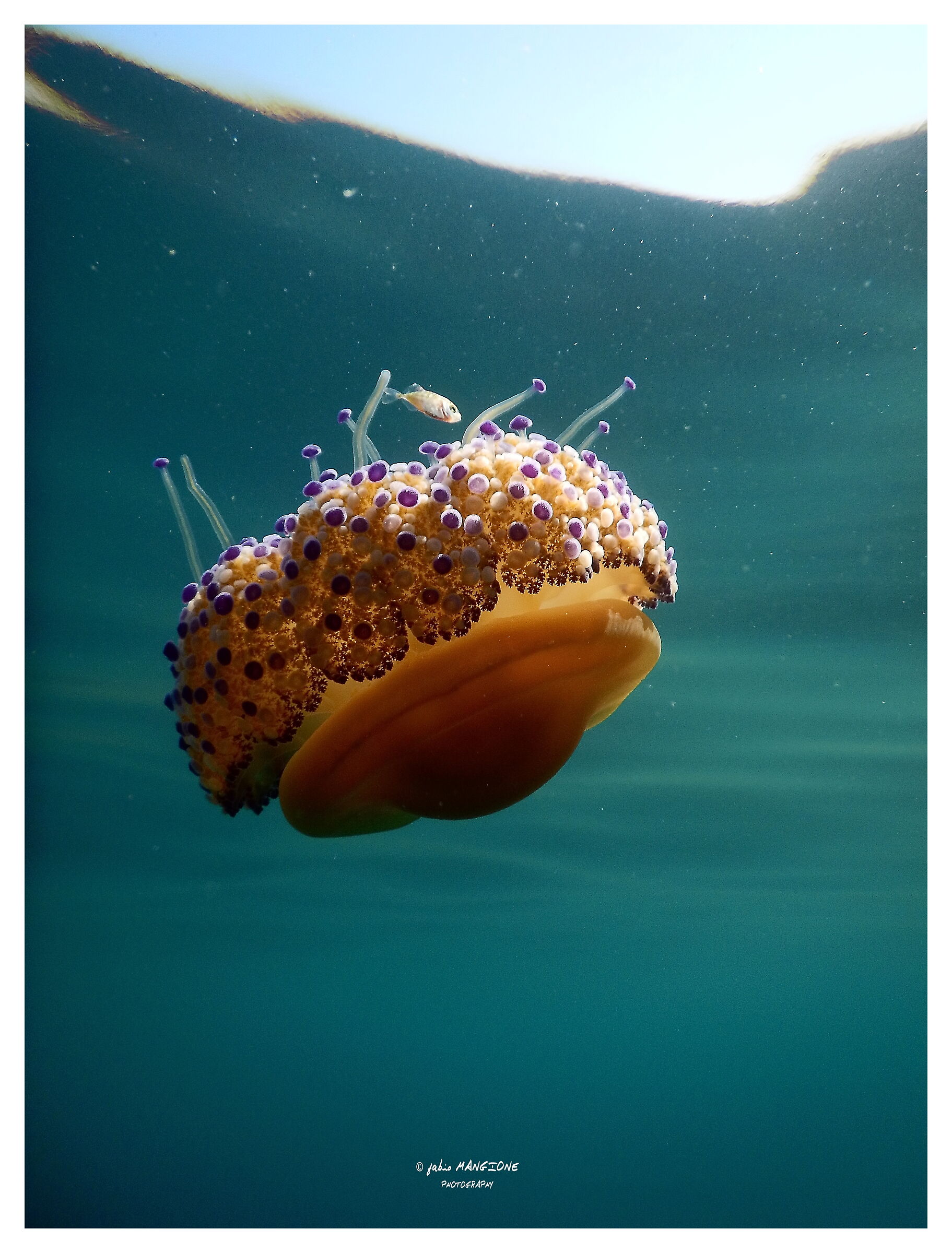 Cotylorhiza Tuberculata 4