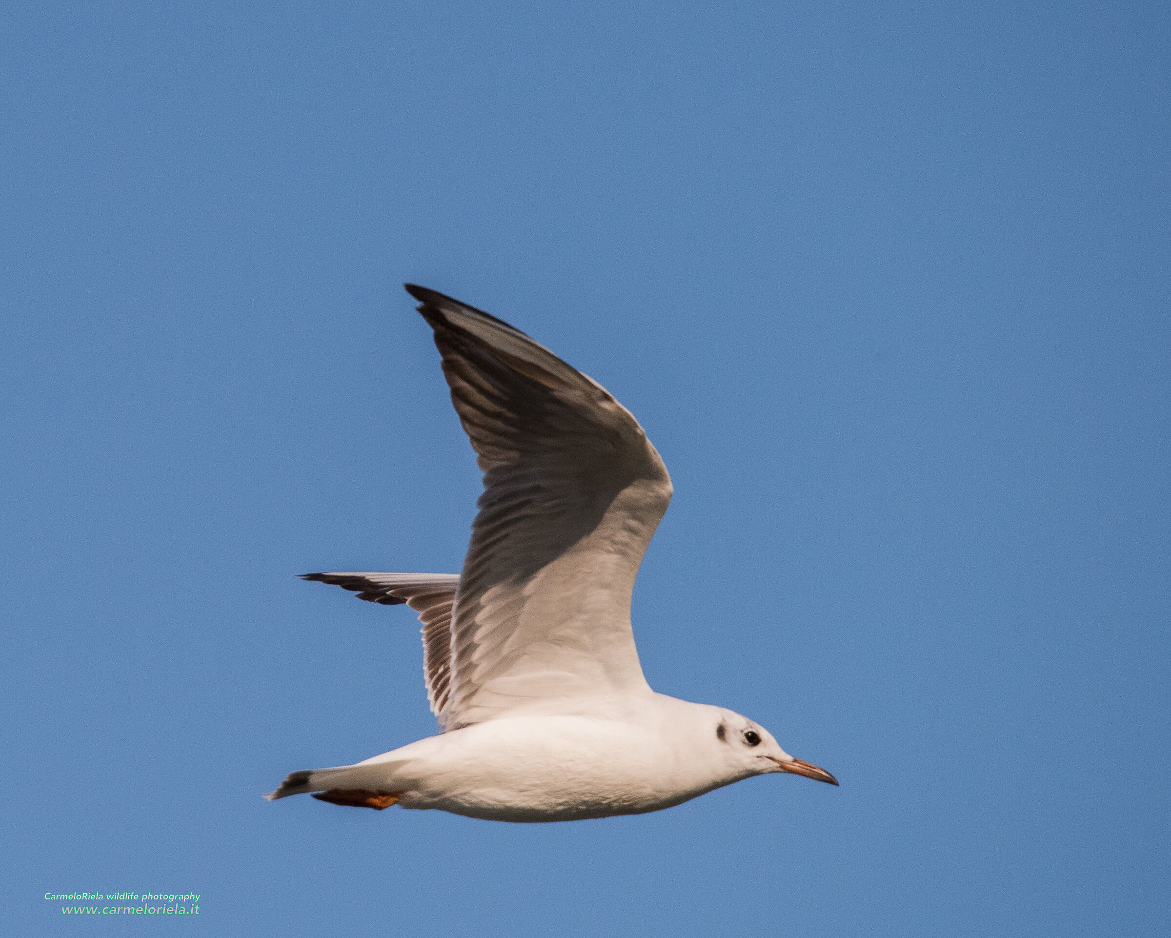 Gabbiano in volo