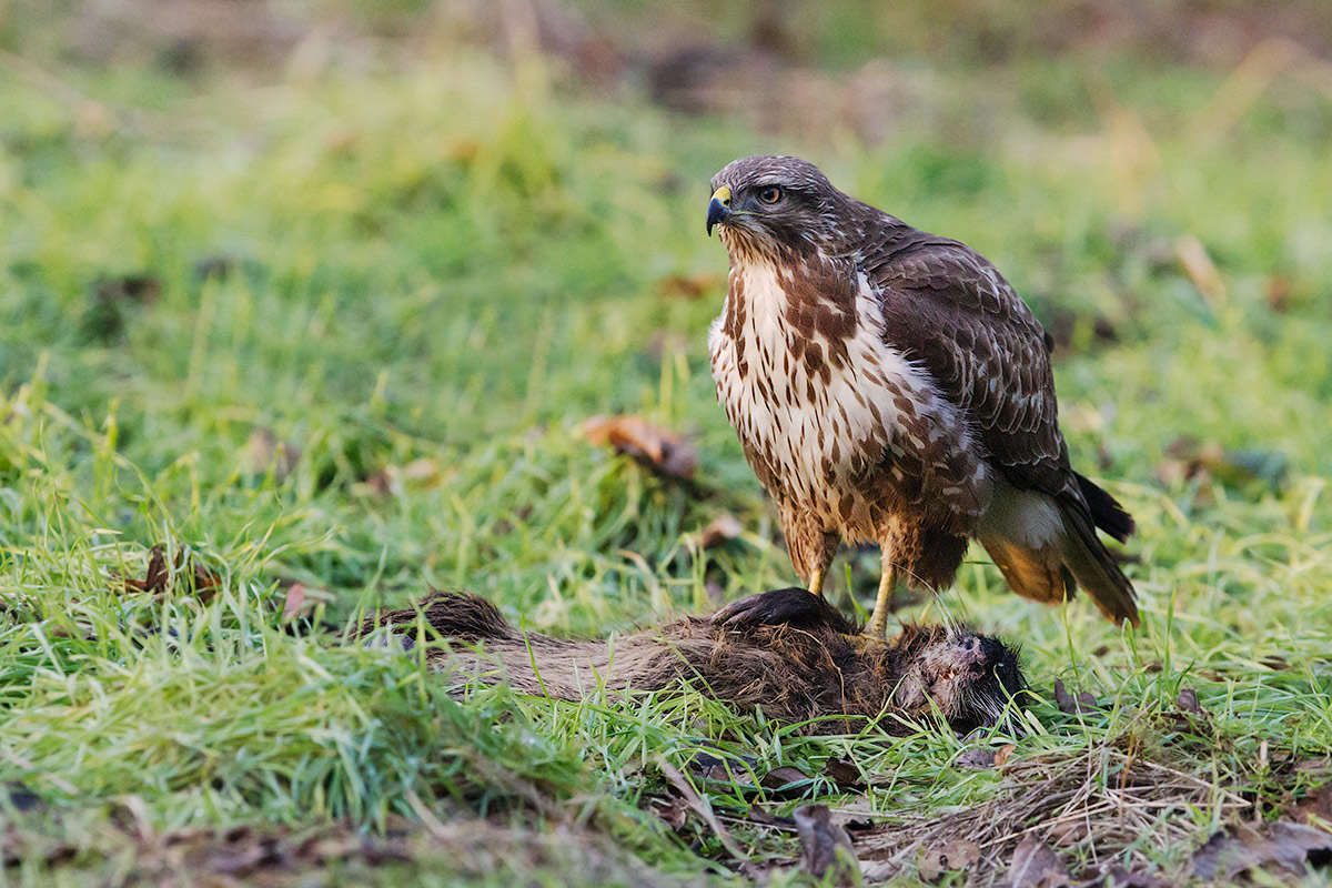 buzzard at dusk