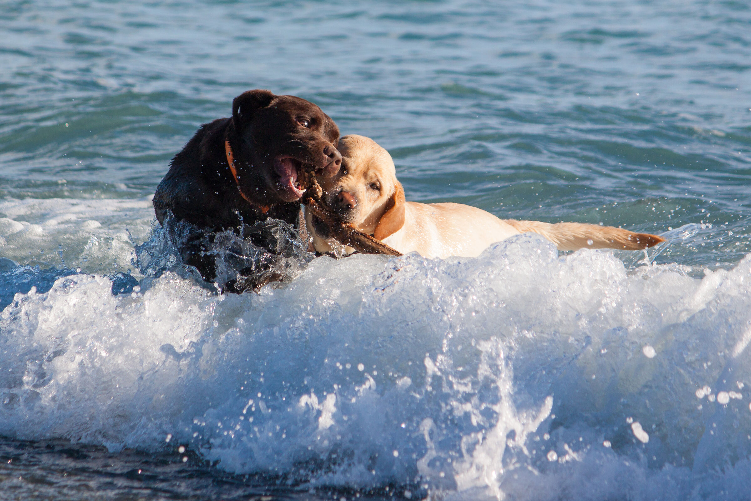 fight in the water