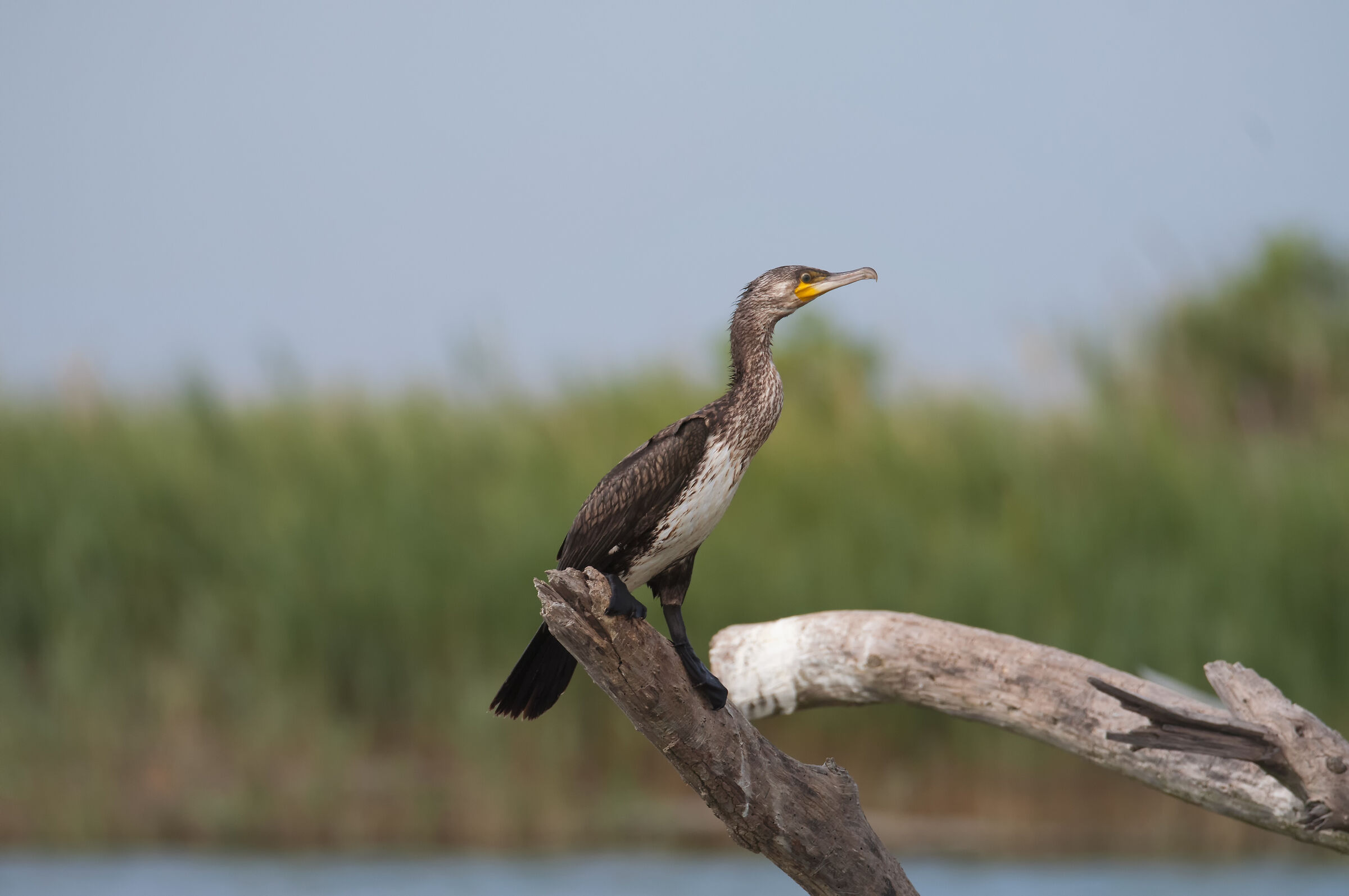 Cormorano