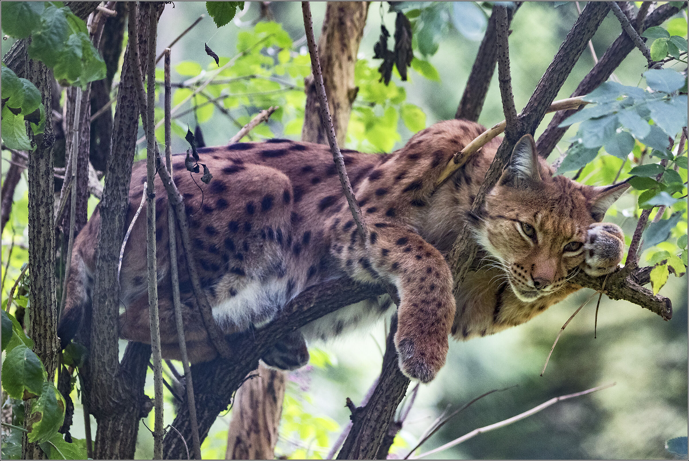 lince