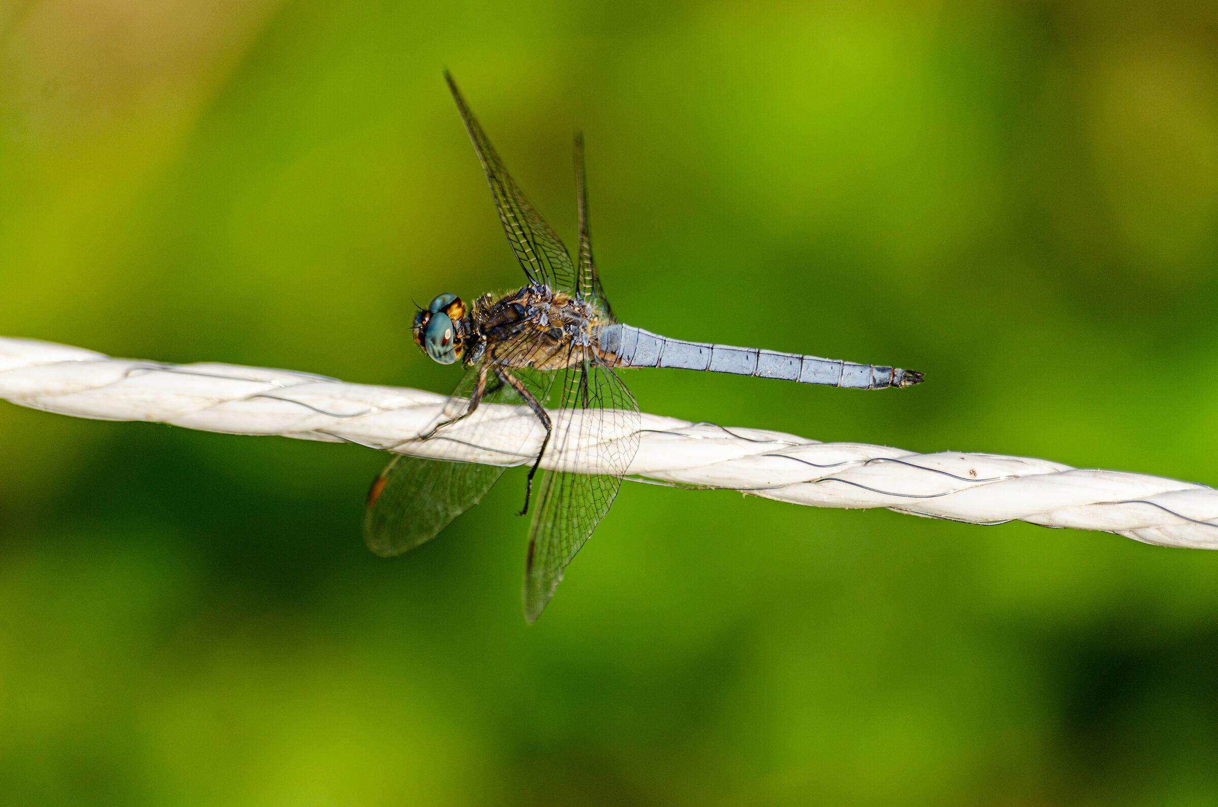 libellula su stringa