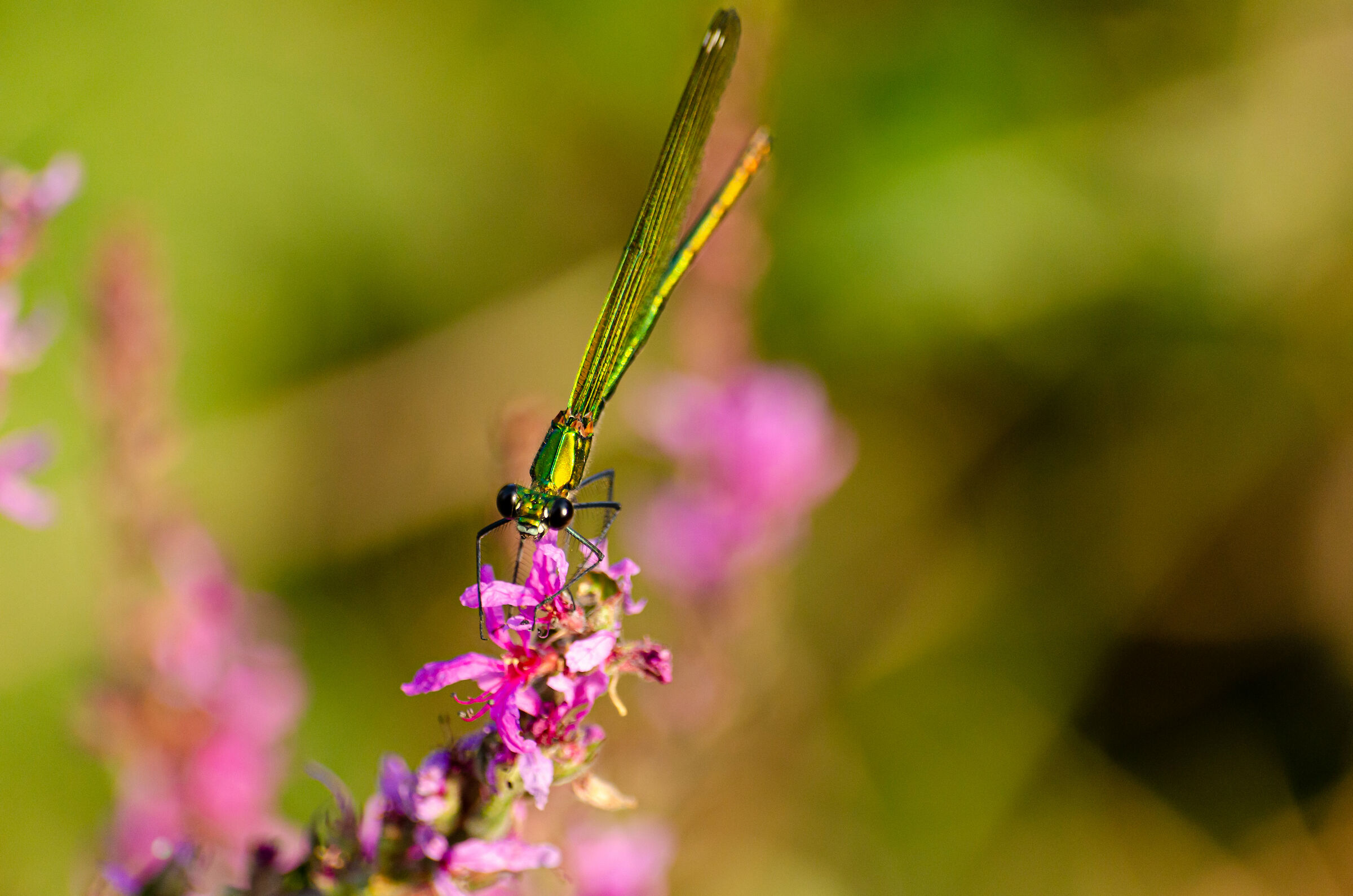 green dragonfly