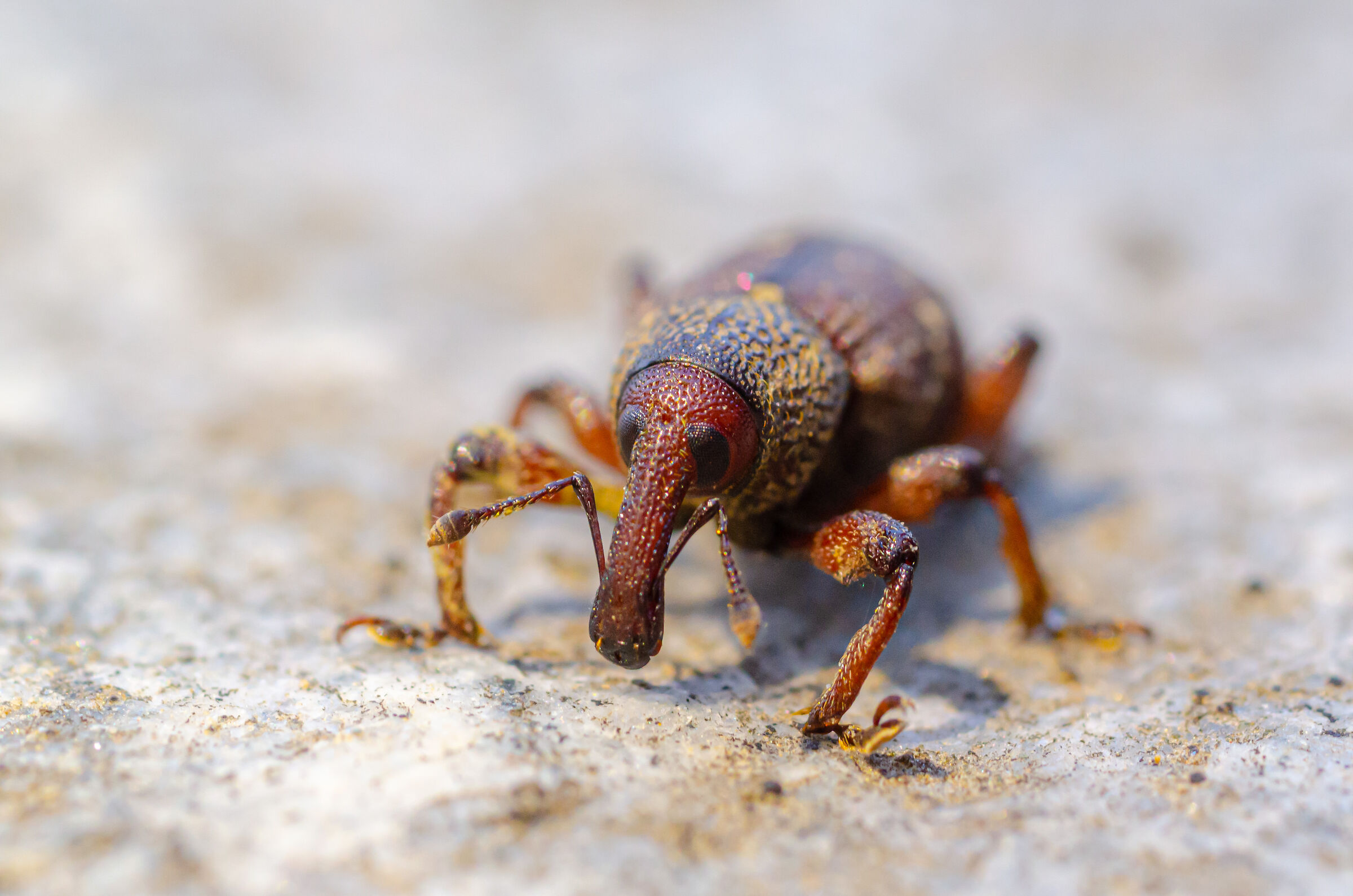 what name will I'm elephant insecticid