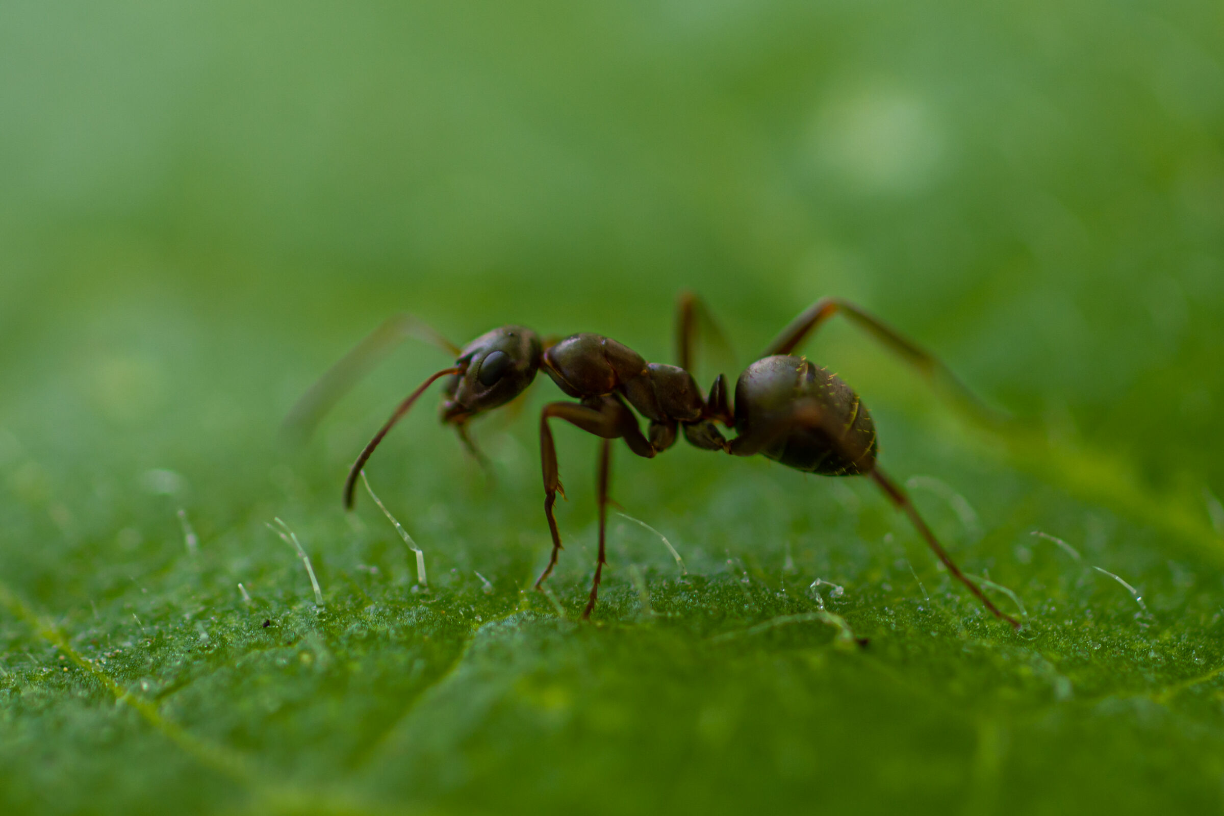 ant profile