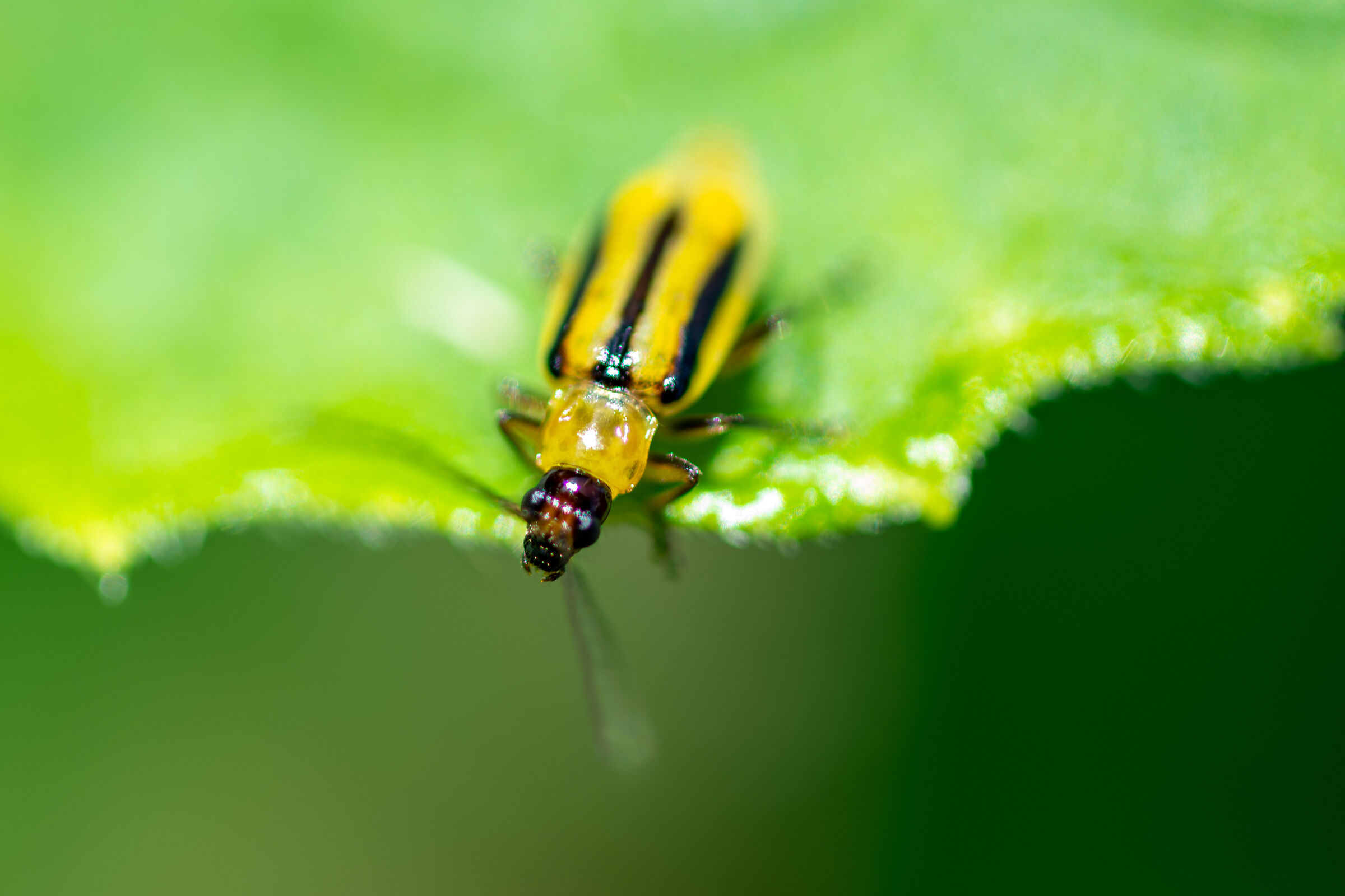 yellow insect