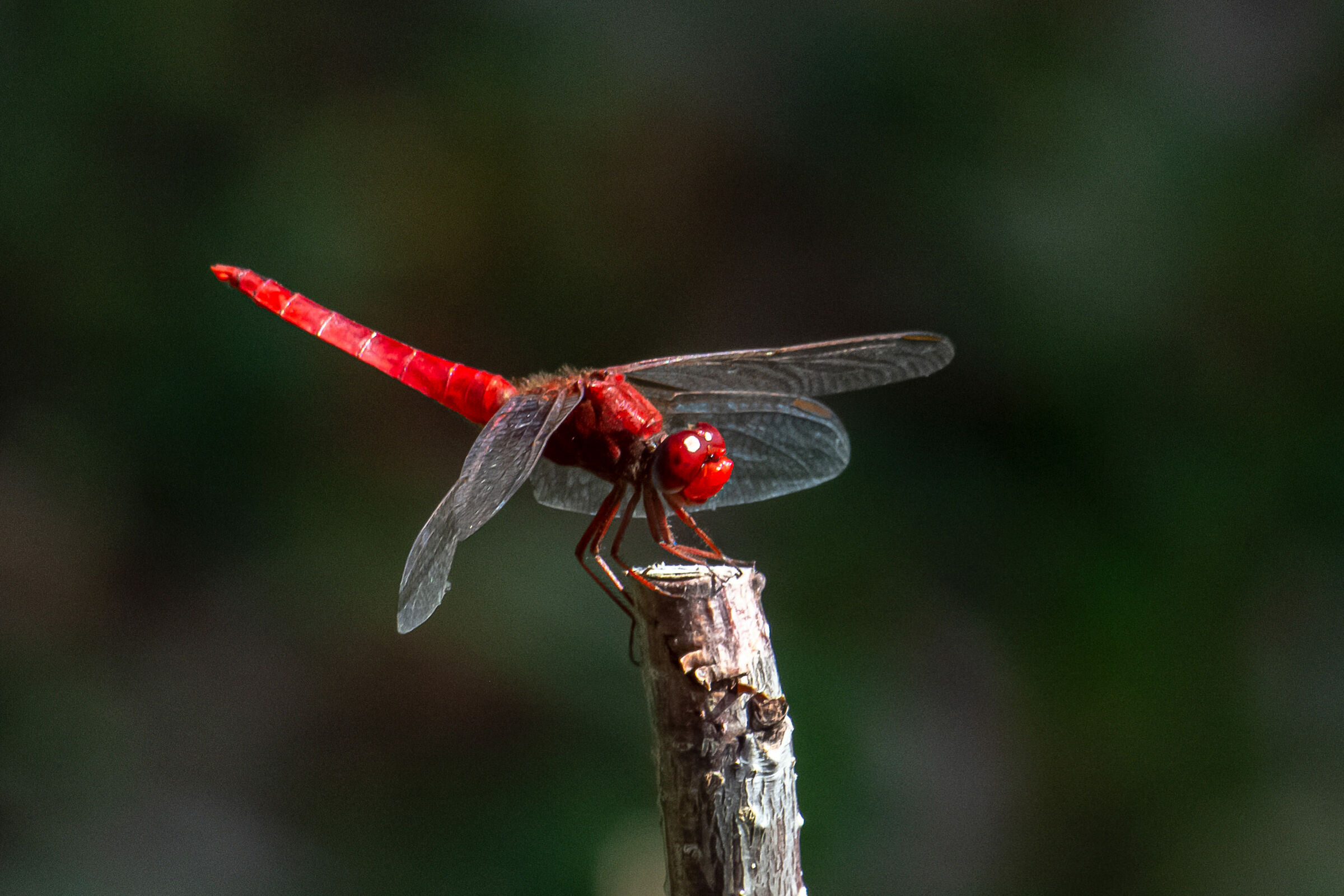 red dragonfly