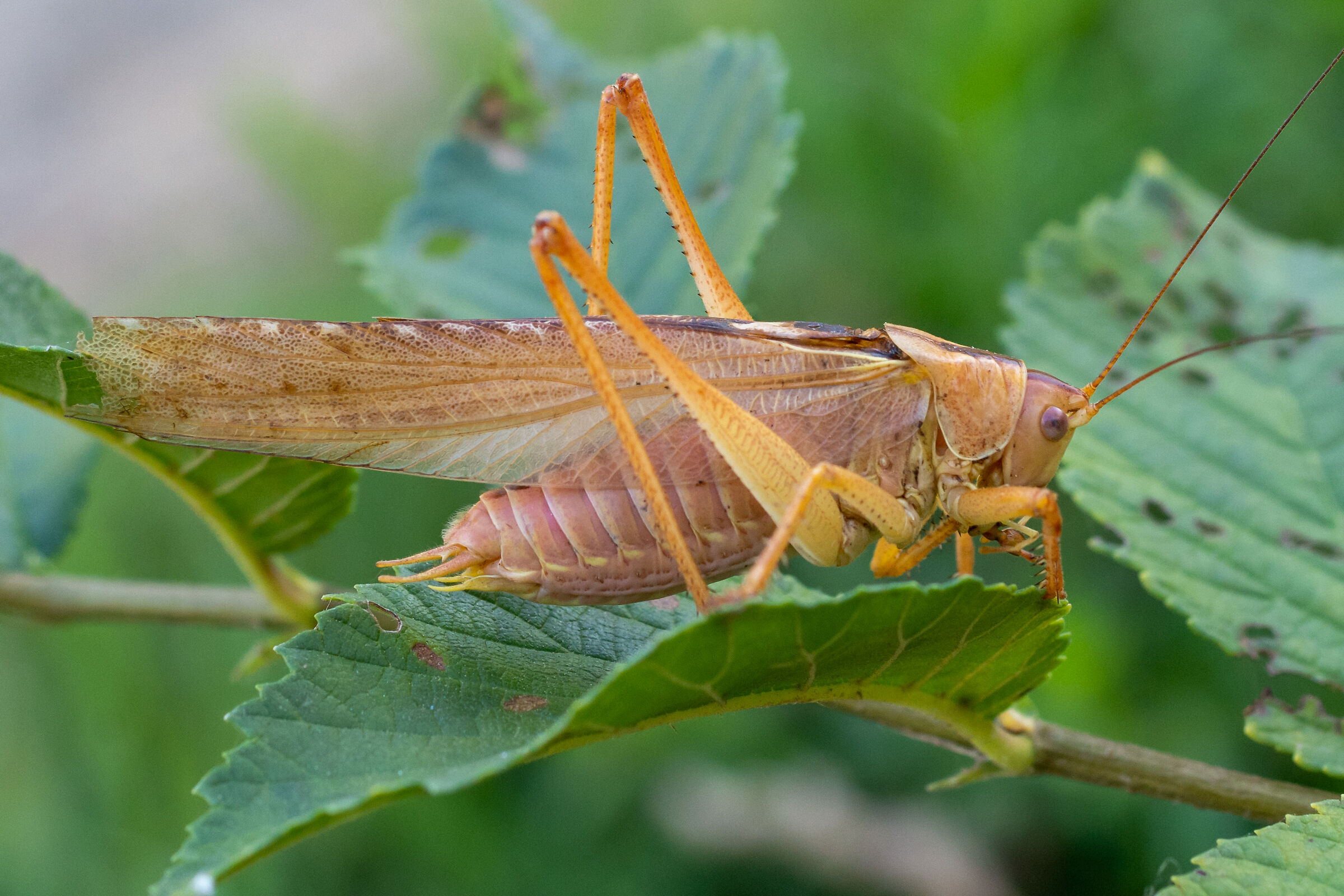 grasshopper