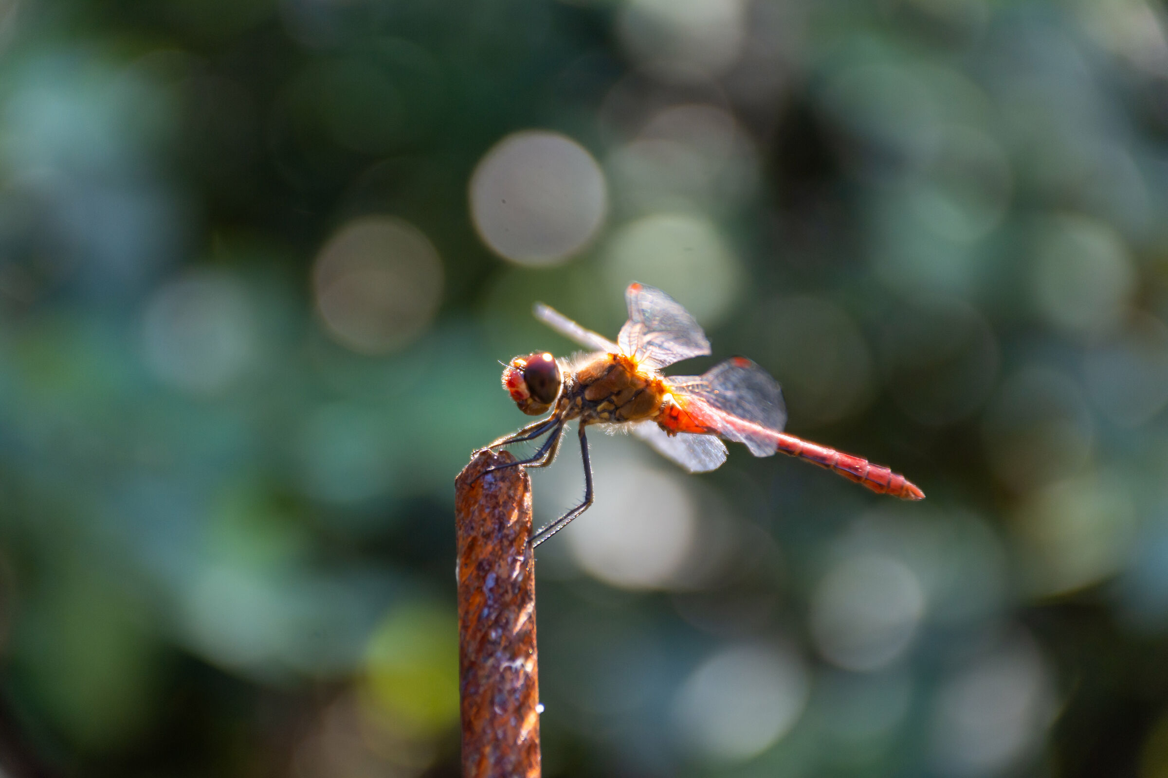 dragonfly and wrinkles