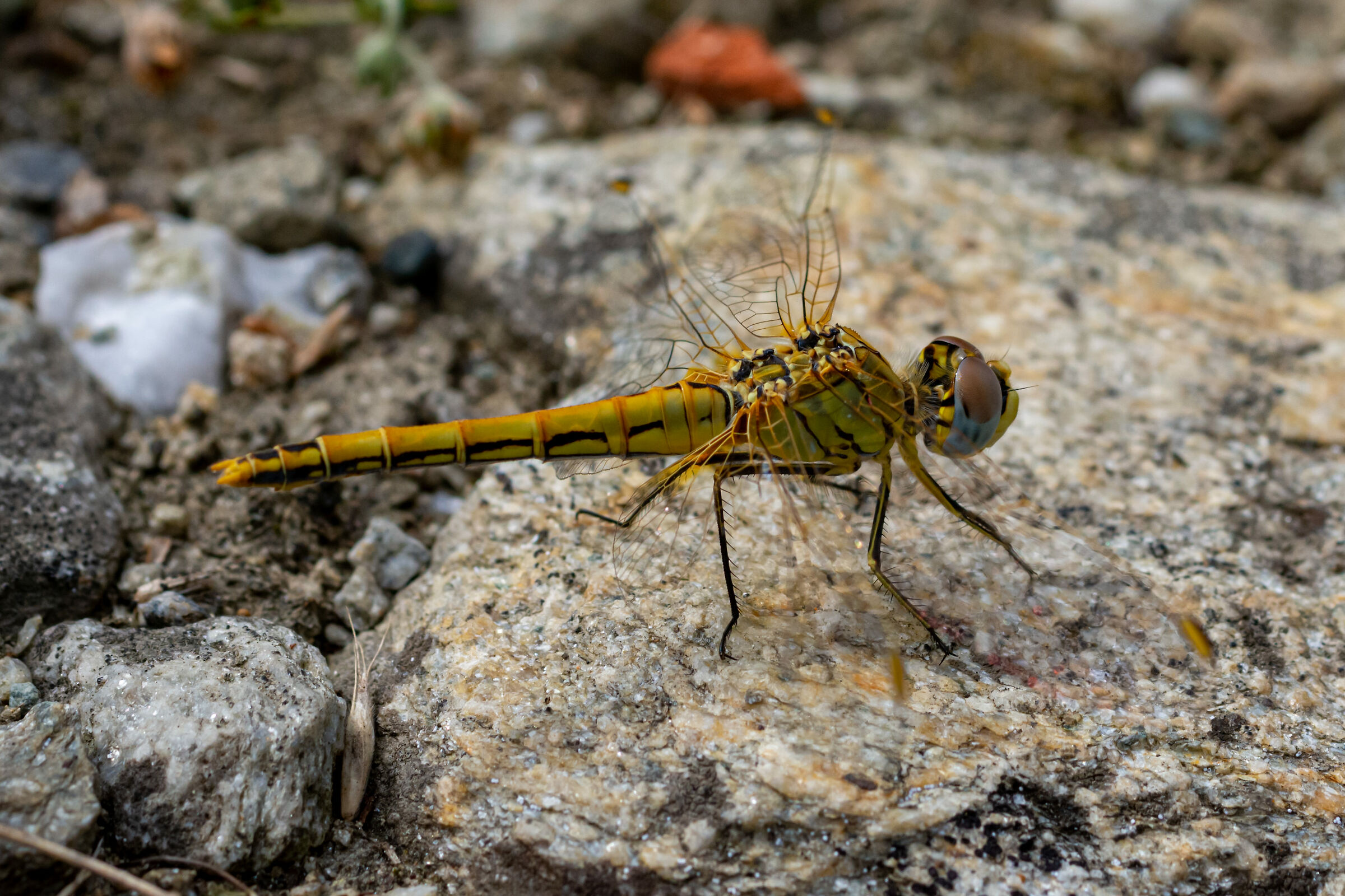 libellula on the rock